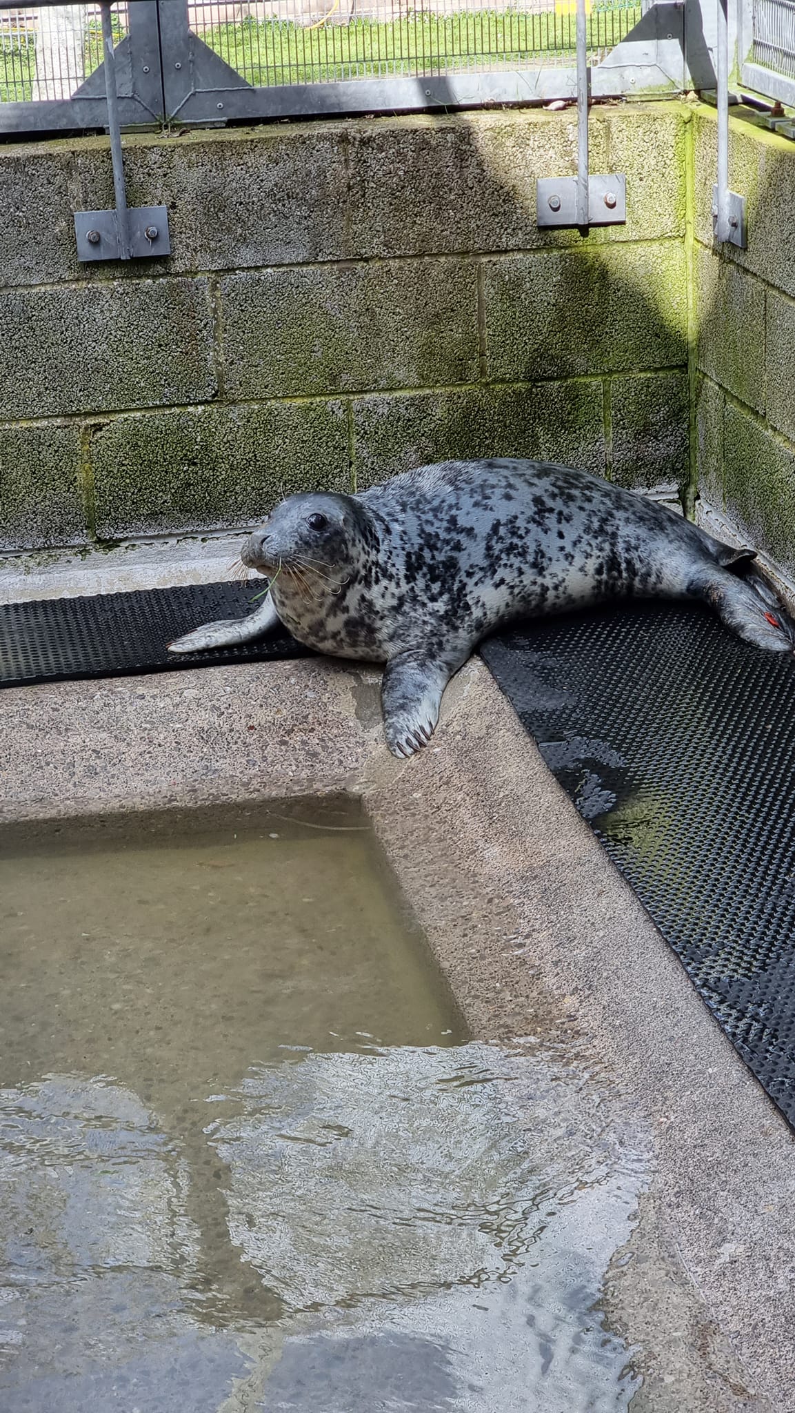 Spearmint the seal in captivity (Rame Wildlife Rescue Network/PA)
