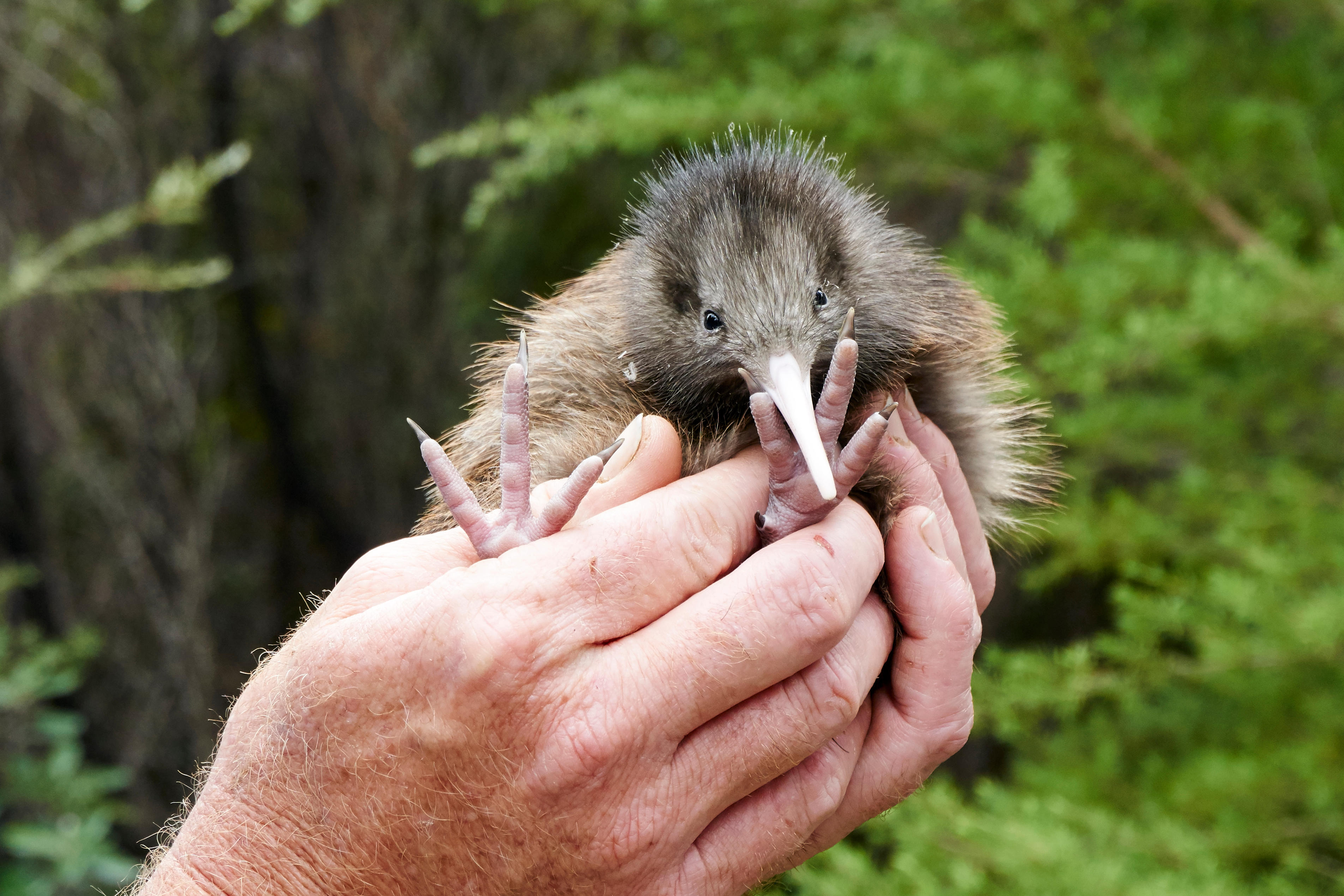 New Zealand Kiwi bird chick (Alamy/PA)