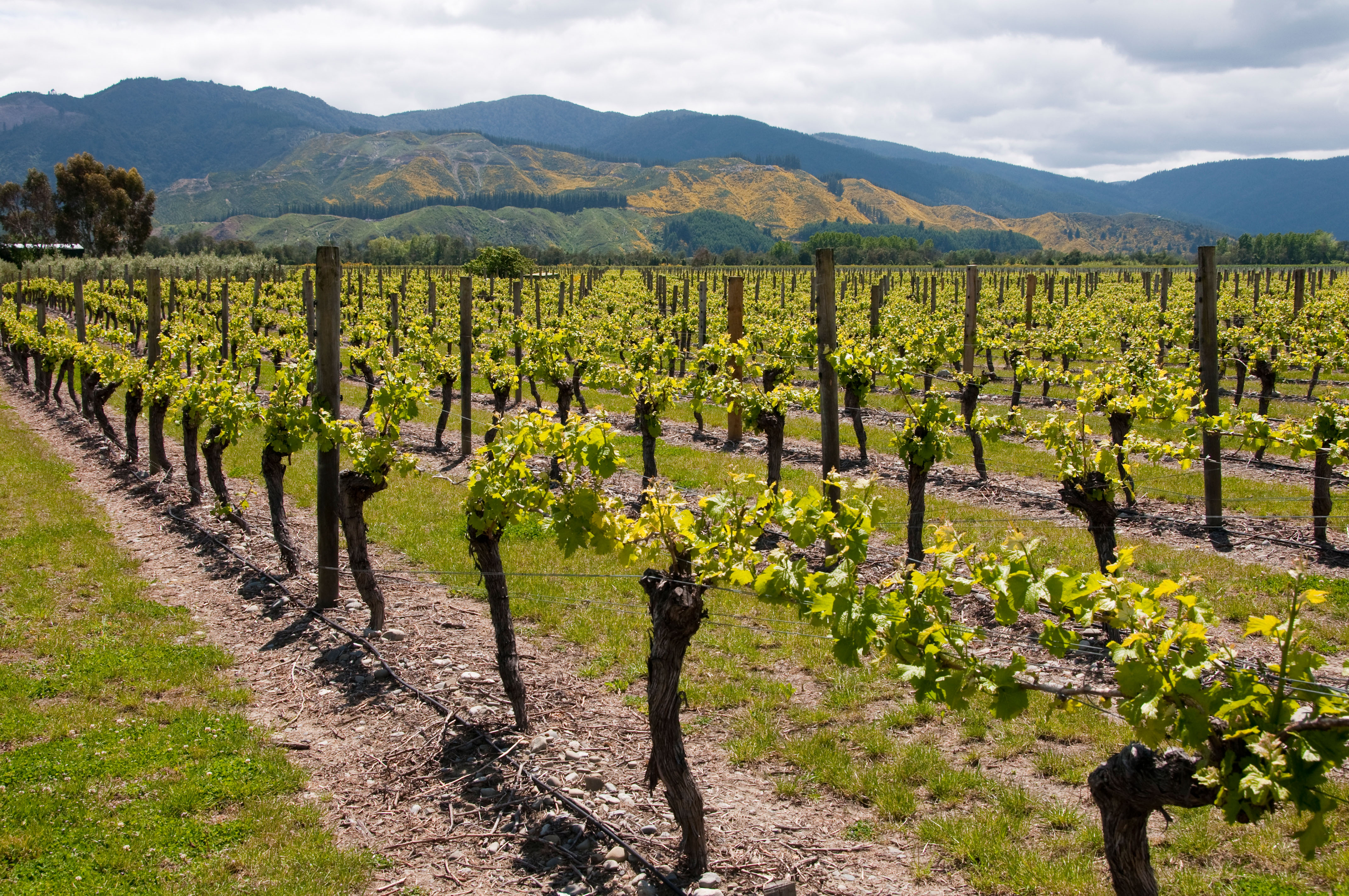 The Marlborough wine region (Alamy/PA)