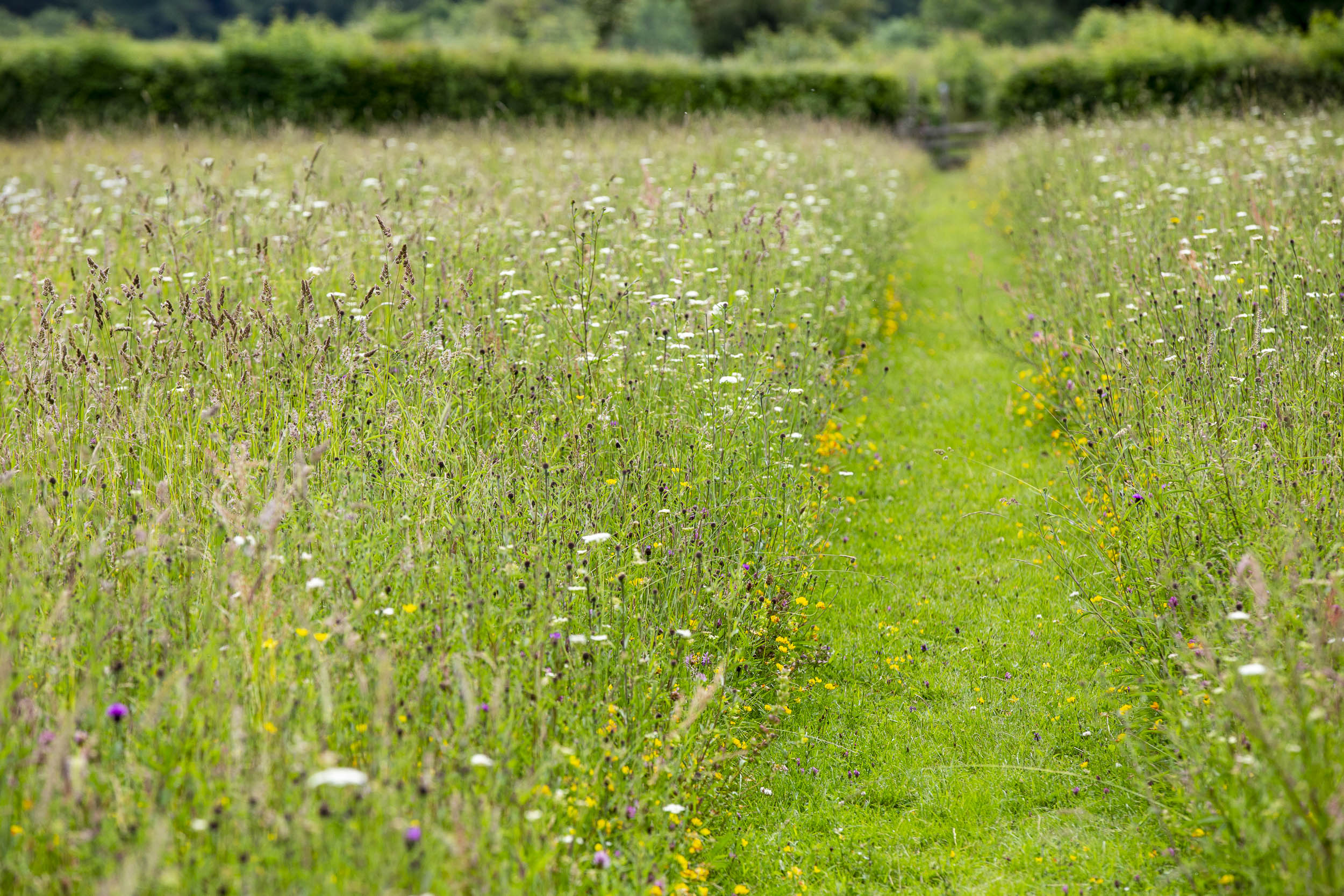 Desire path through a meadow (Matt Pitts/Plantlife/PA)