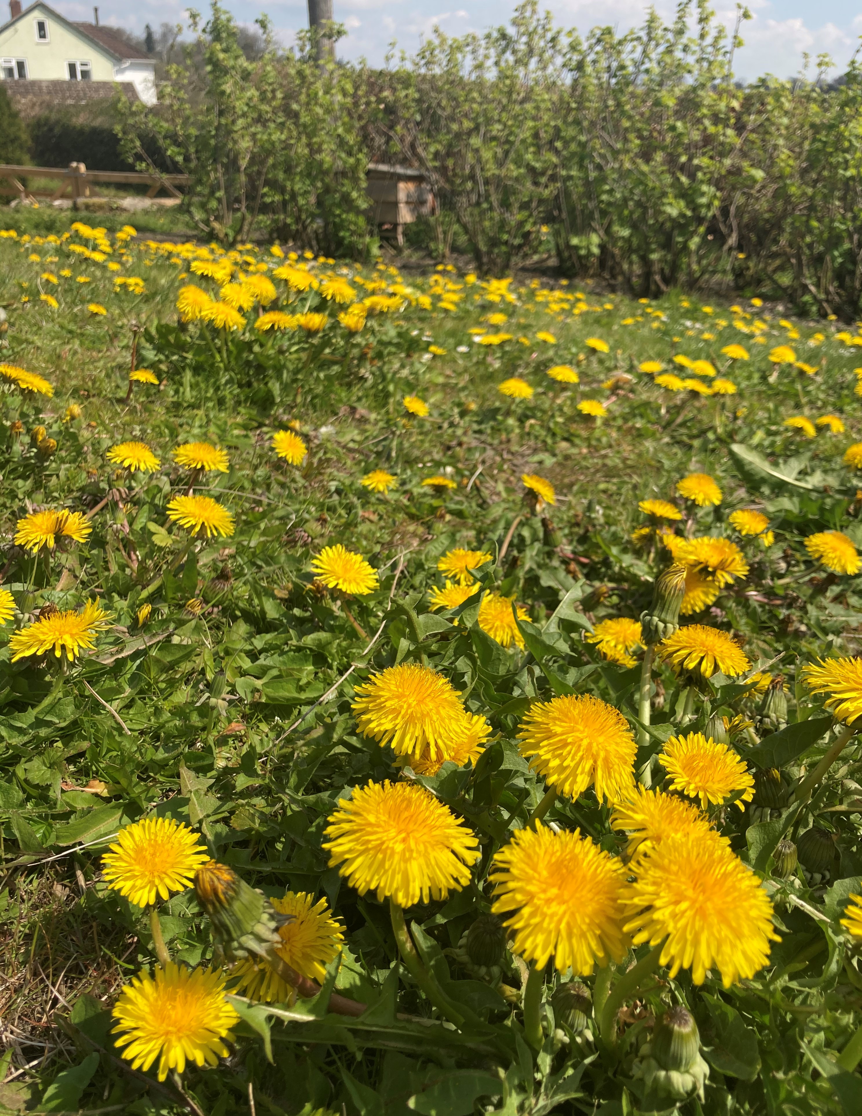 Dandelions in a garden lawn (Archie Thomas/Plantlife/PA)