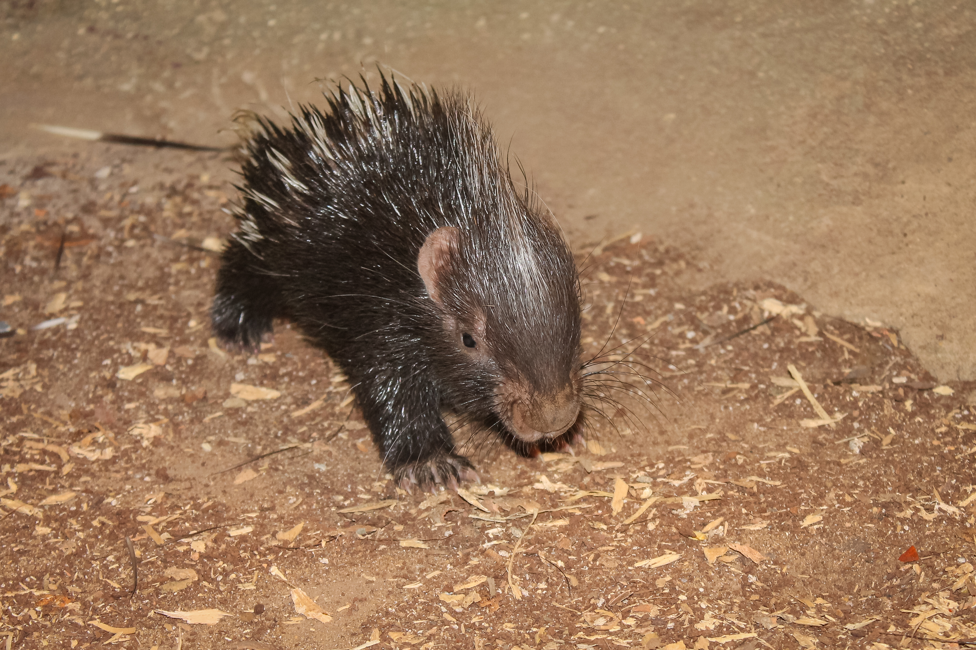Hershey the baby cape porcupine 