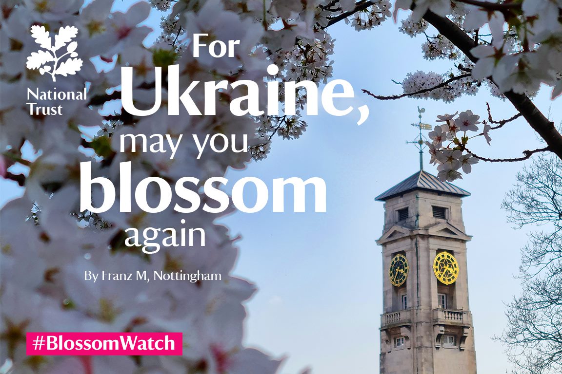 A #BlossomWatch advert featuring an image taken by Franz Zubieta Mariscal 
