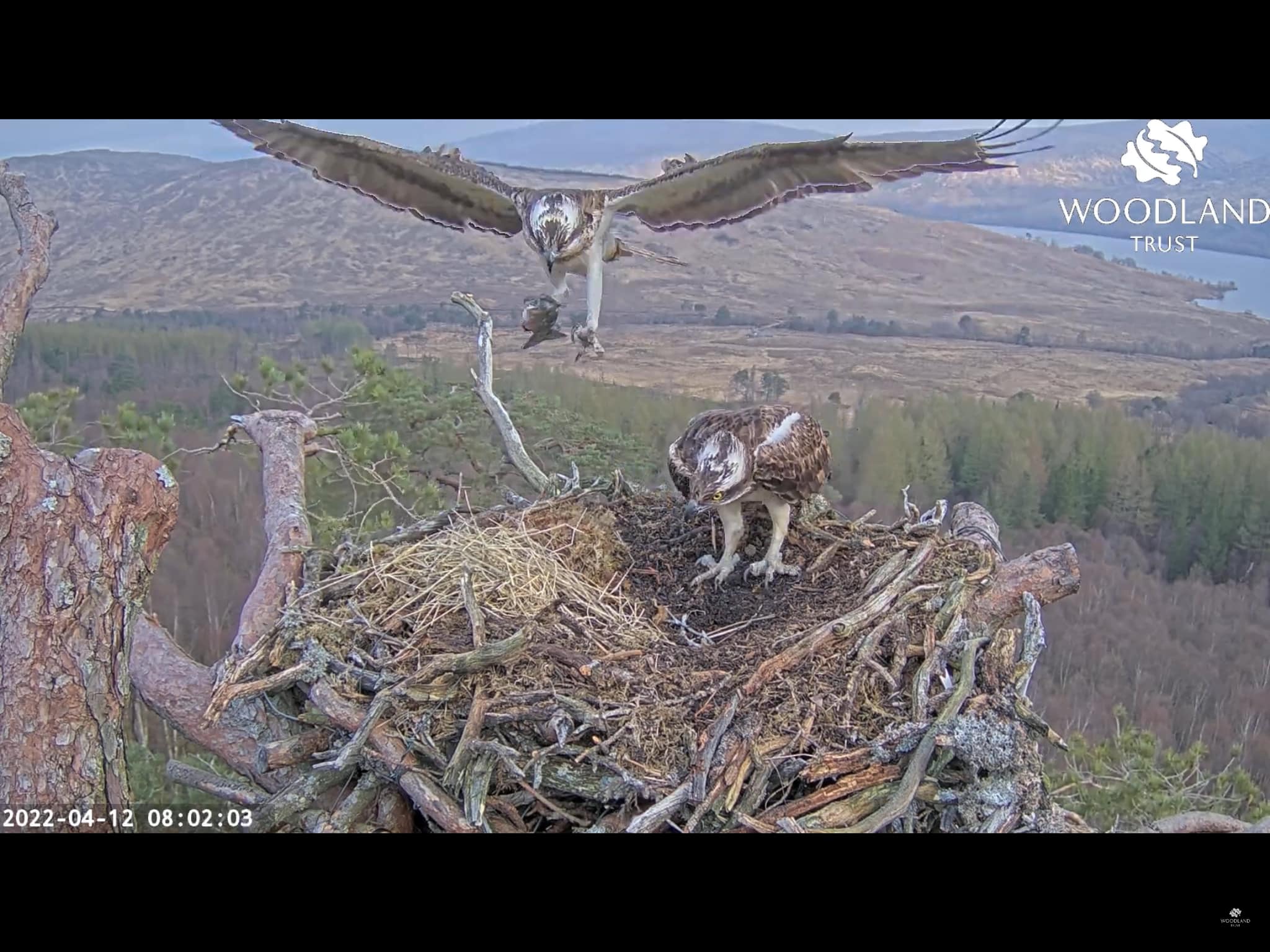 Ospreys