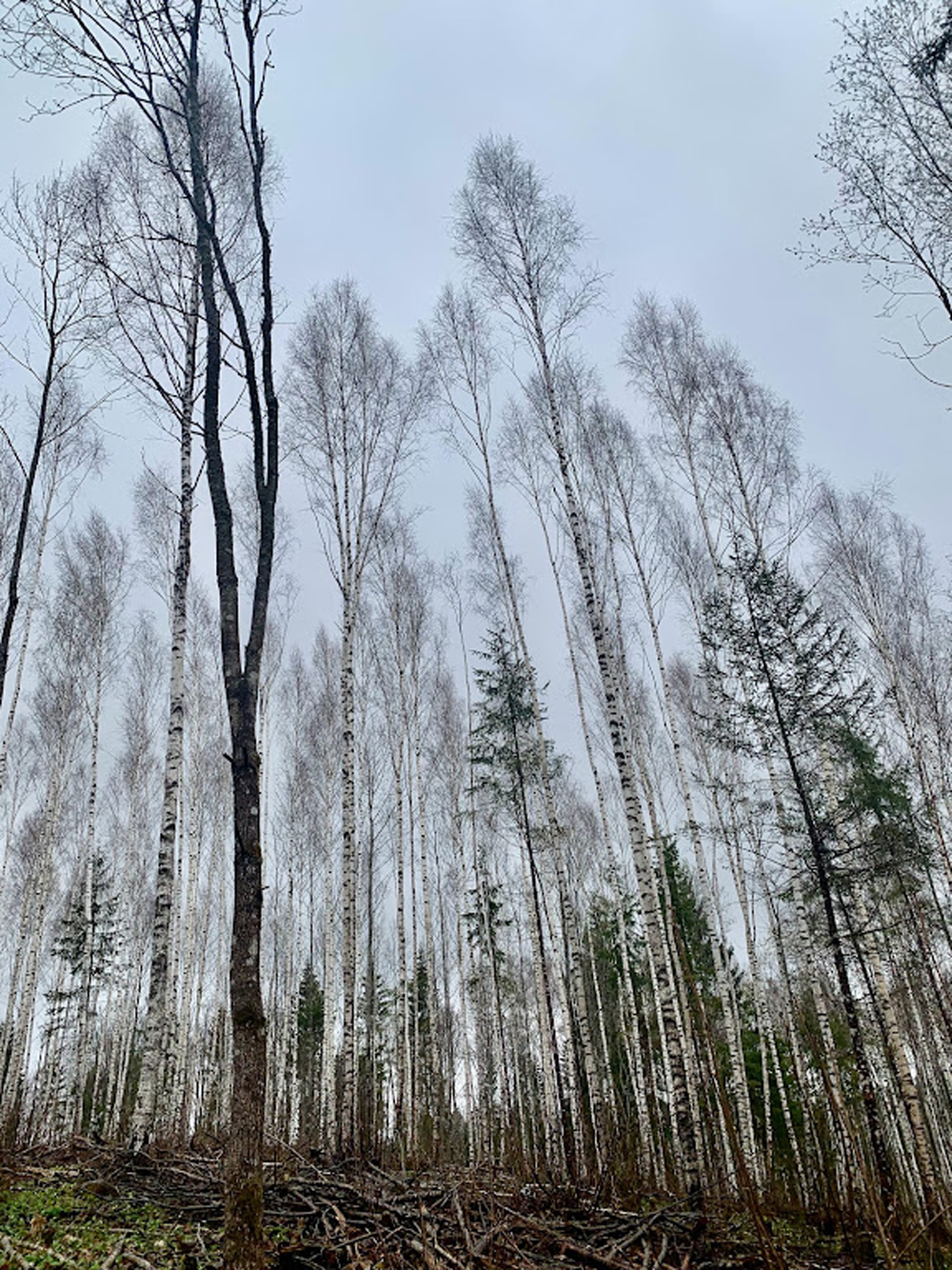 Silver birch trees