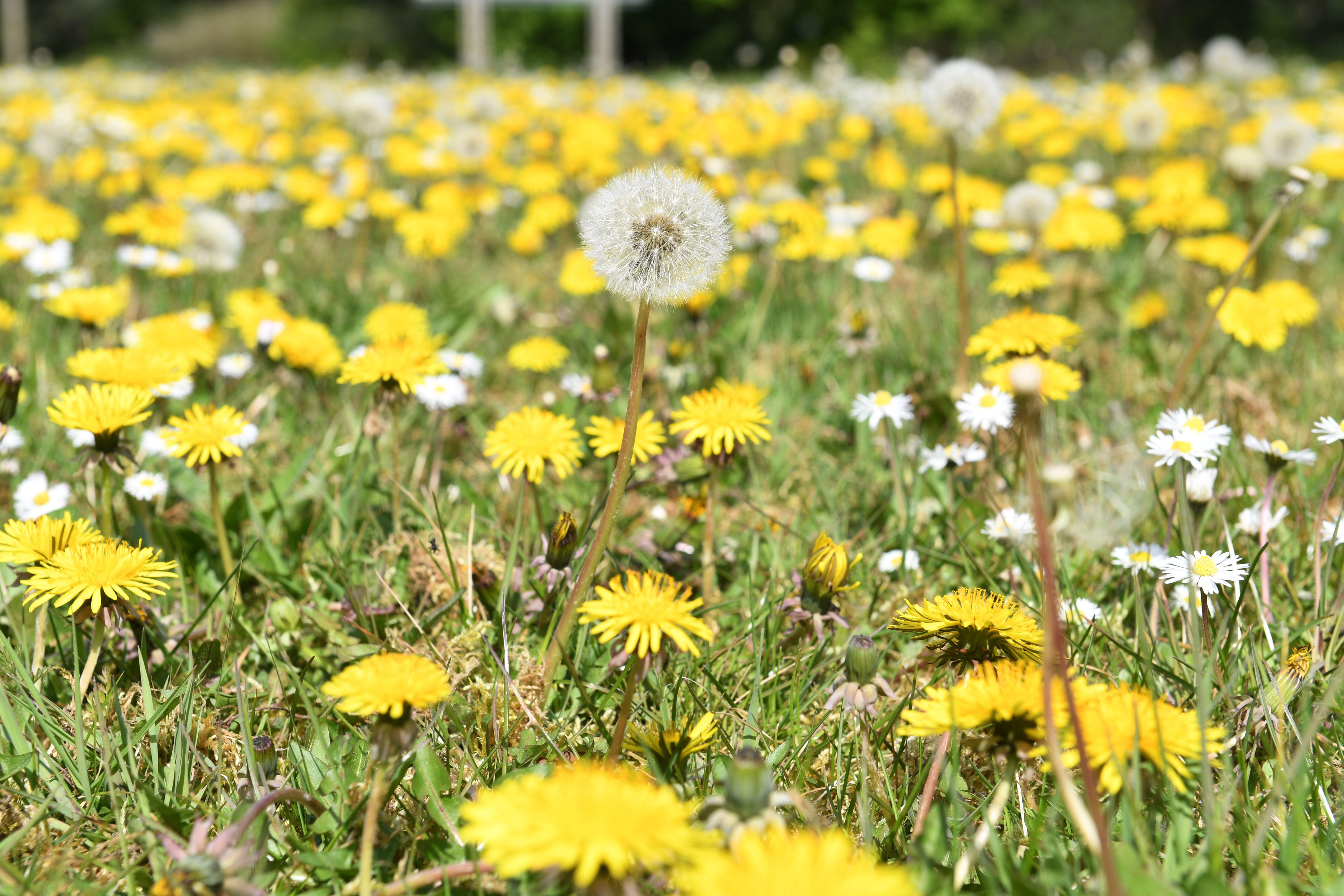 Dandelions 