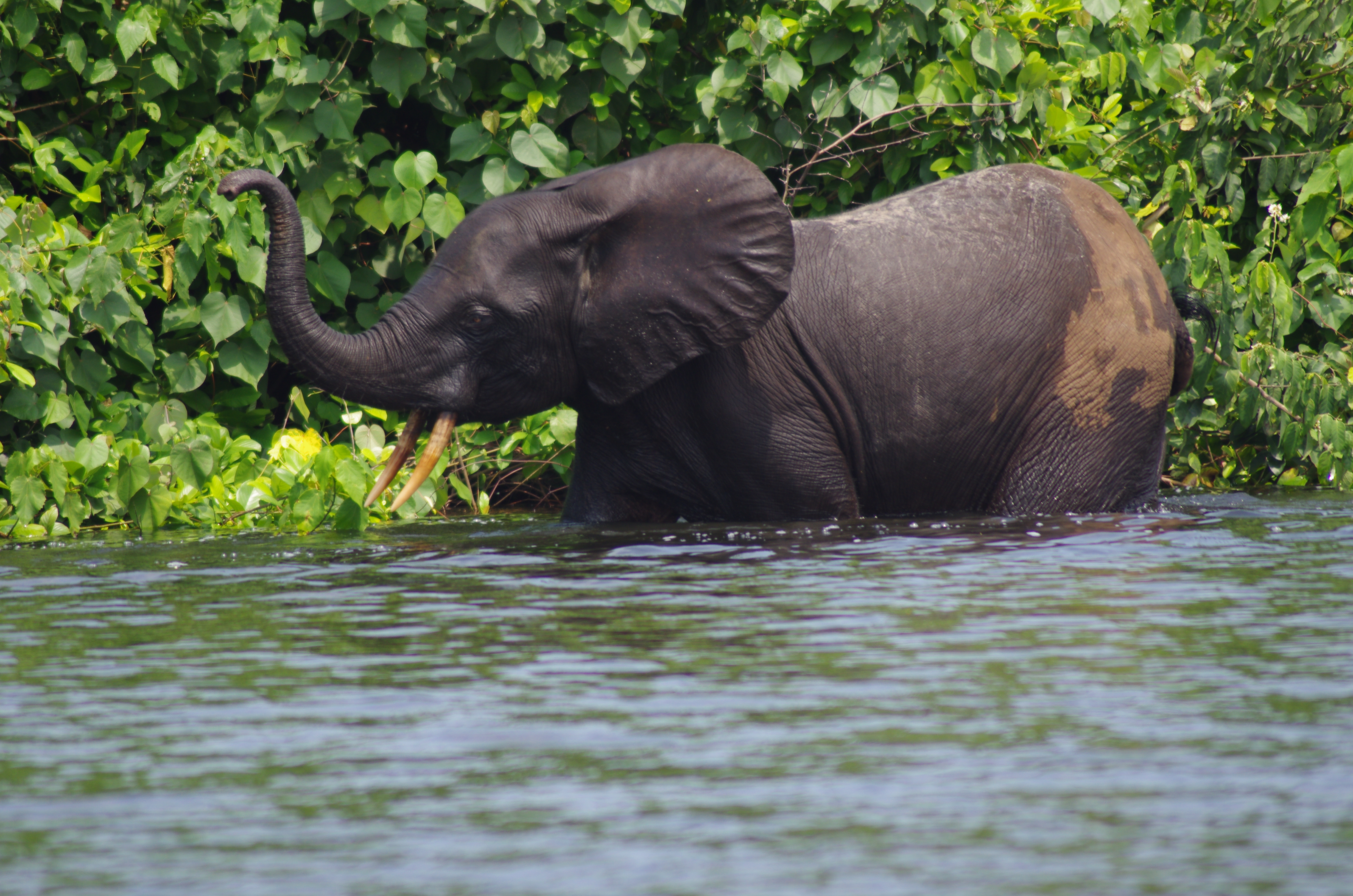 A forest elephant in the water at Loango National Park, Gabon (Lee White)