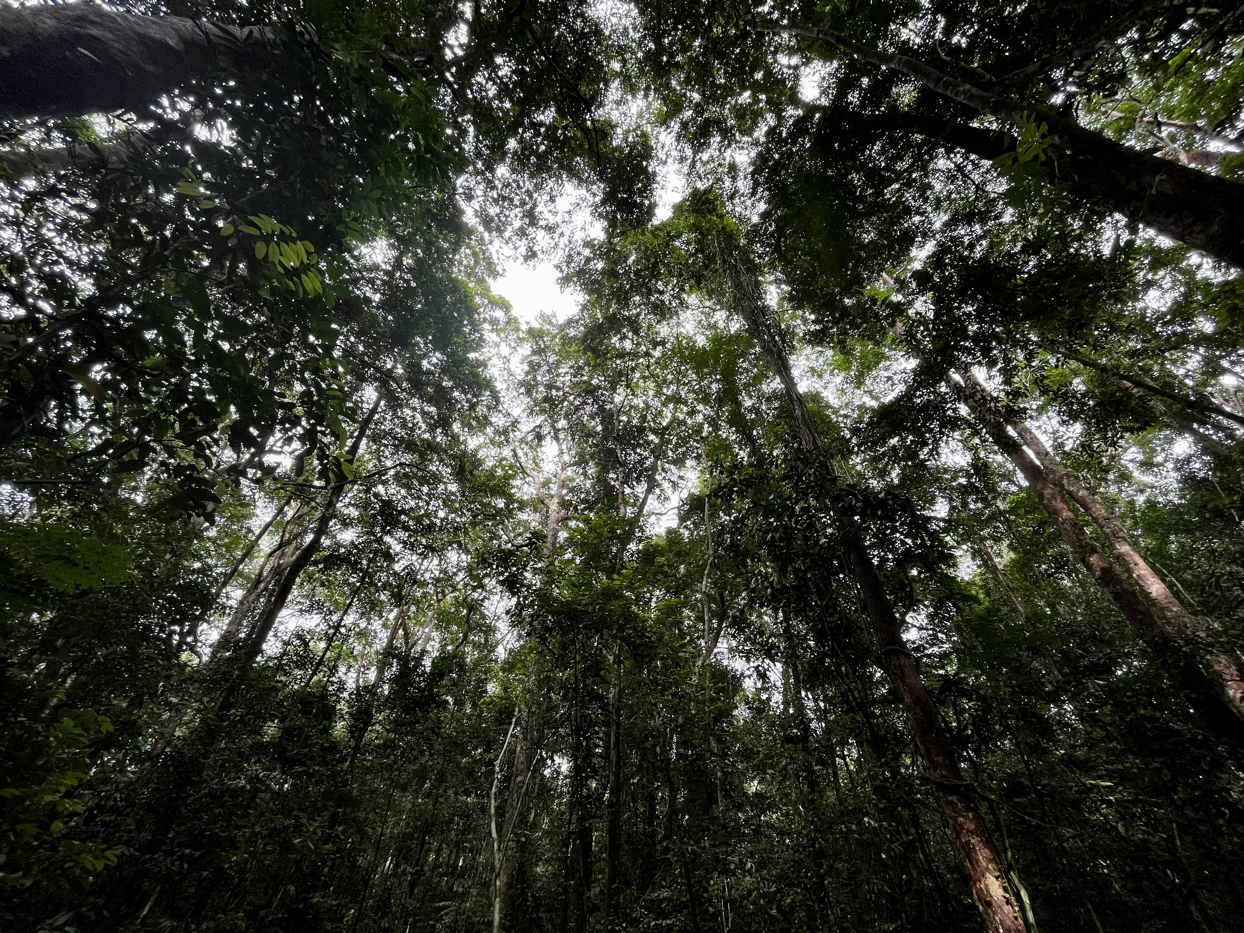 Forest covers 88% of Gabon (Emily Beament/PA)