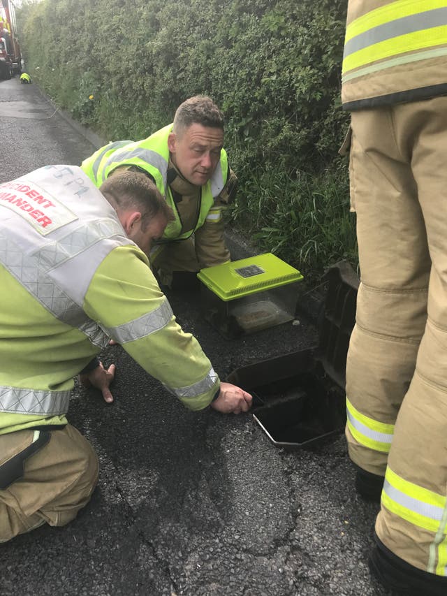 Ducklings rescued from drain as officers lure them out by playing duck ...