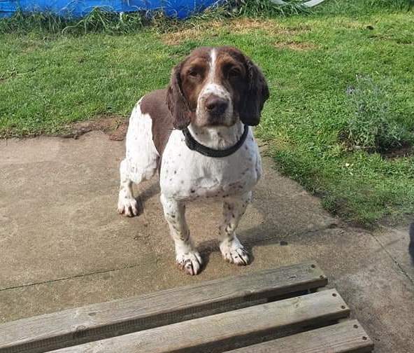 Bailey the spaniel