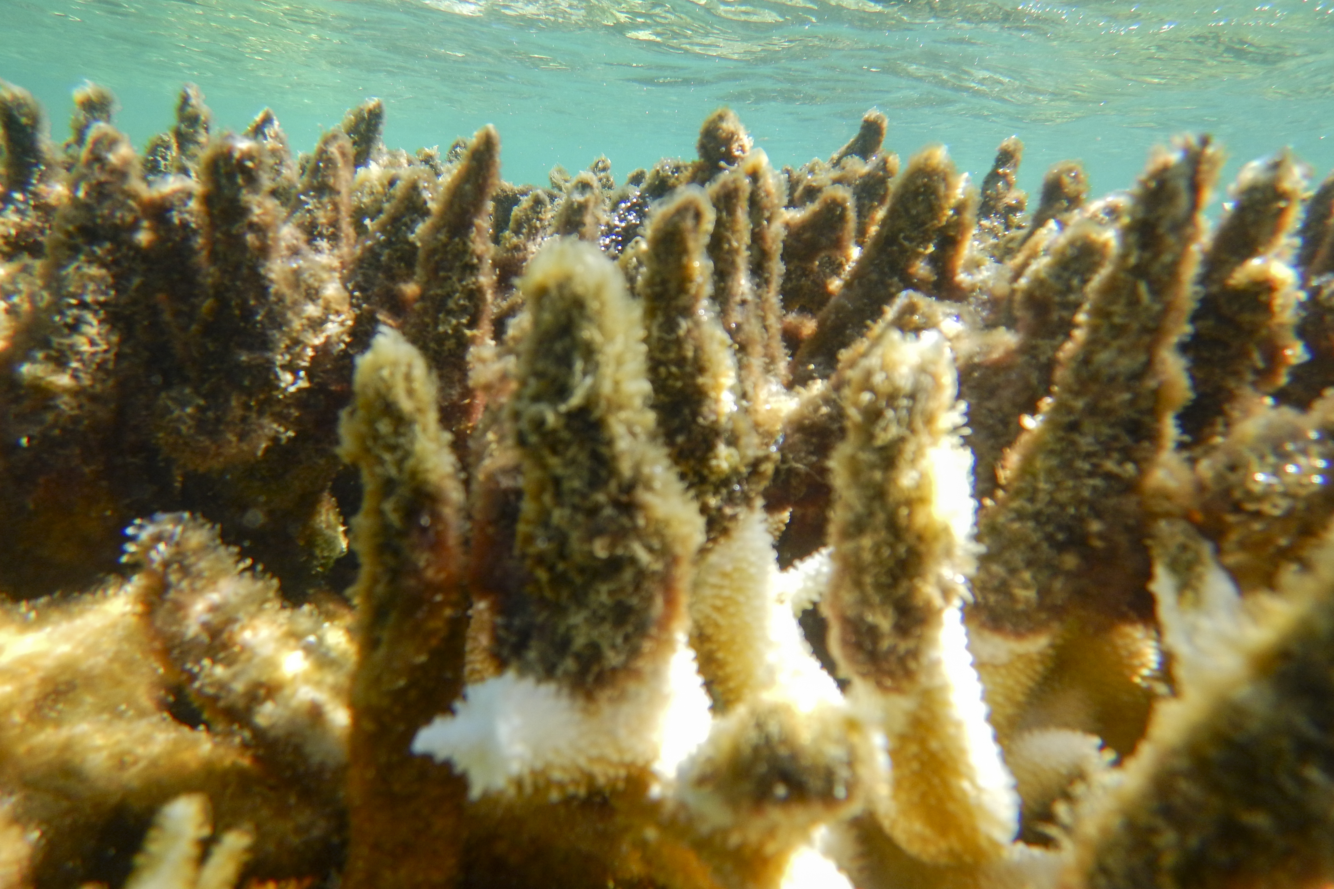 Diseased corals at a reef in the Cairns/Cooktown on the Great Barrier Reef in Australia