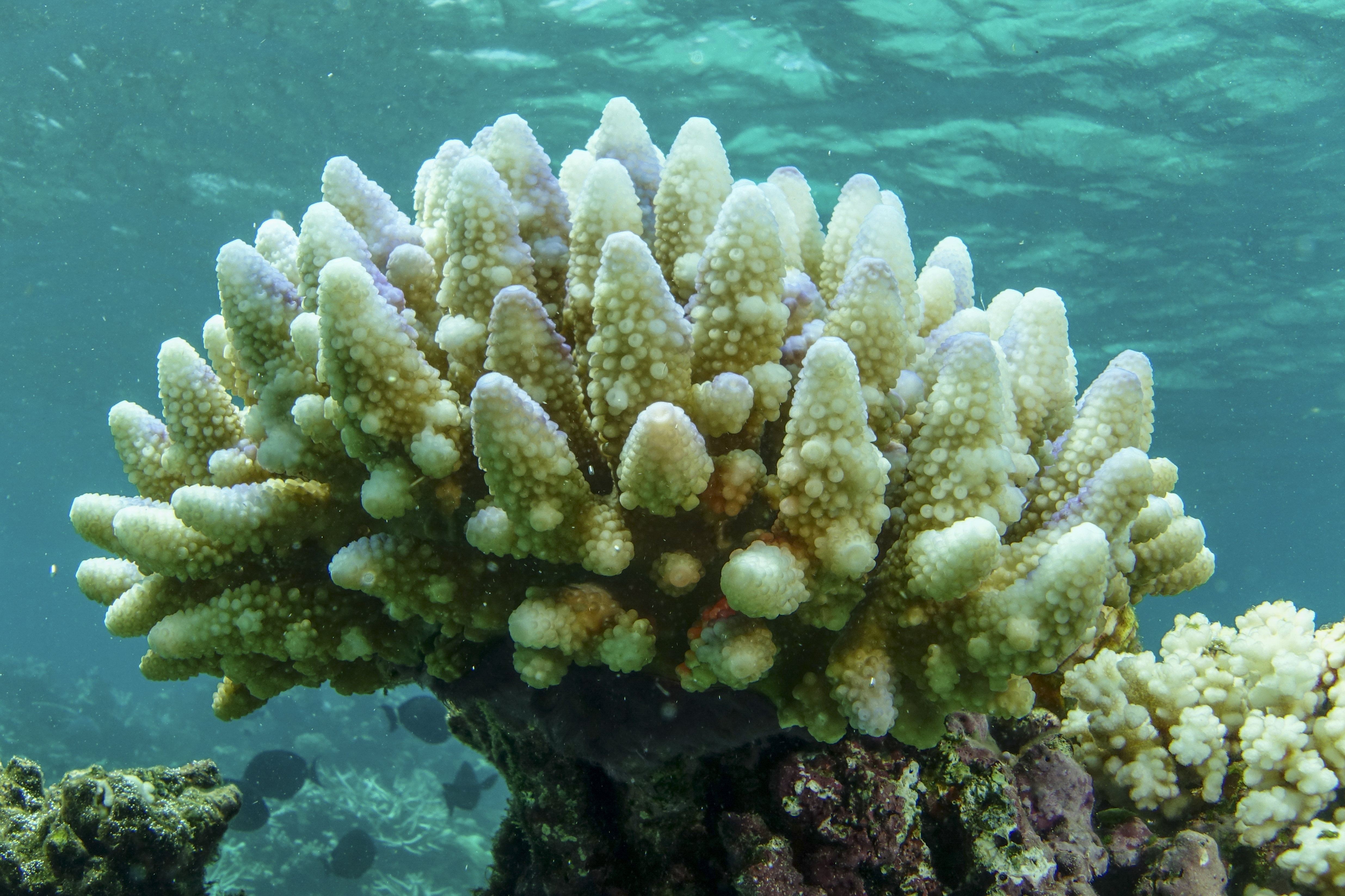 Reef scape of bleached coral in the Townsville/Whitsunday management area of the Great Barrier Reef in Australia