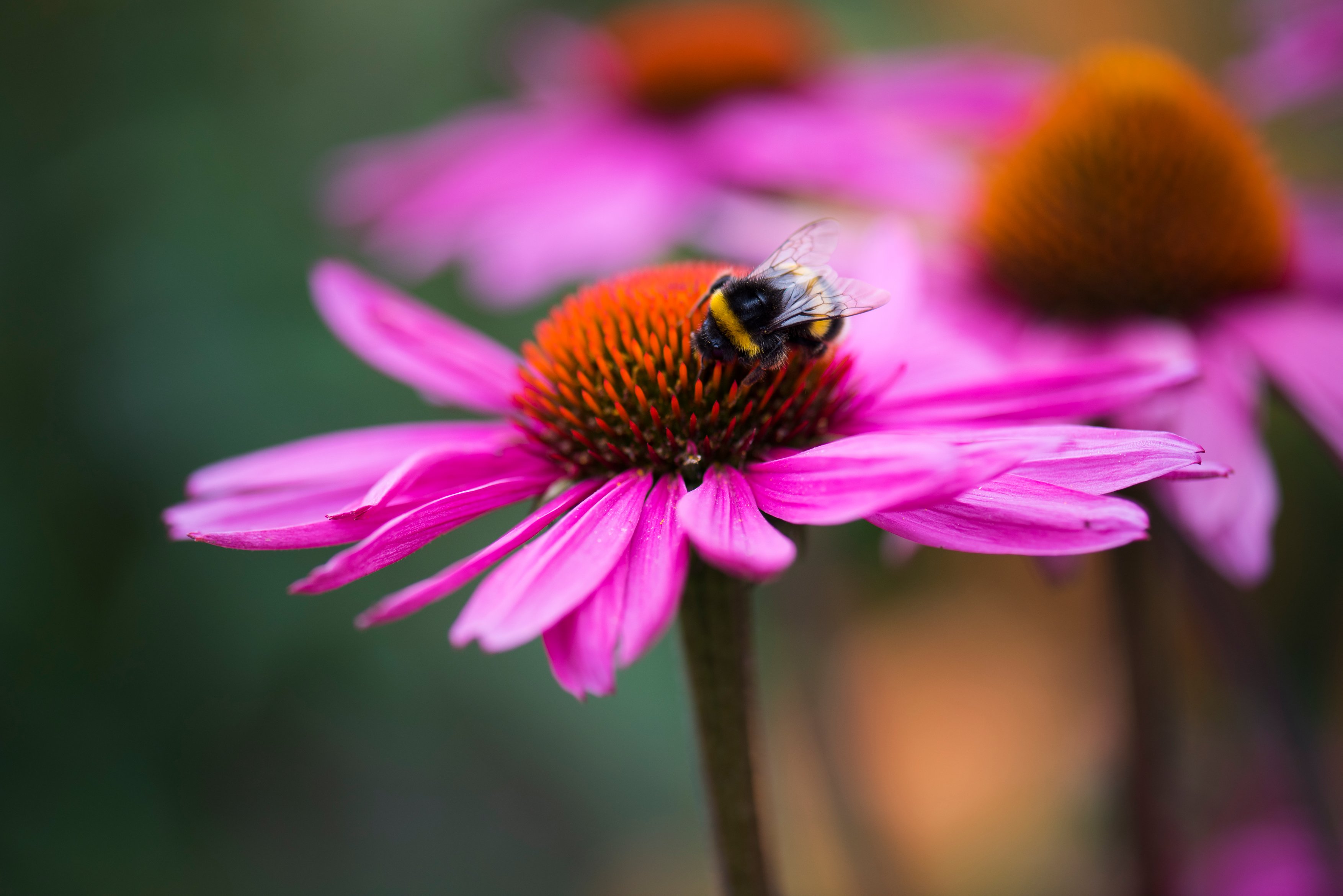 A bee on Echinacea purpurea (Joanna Kossak/RHS/PA)