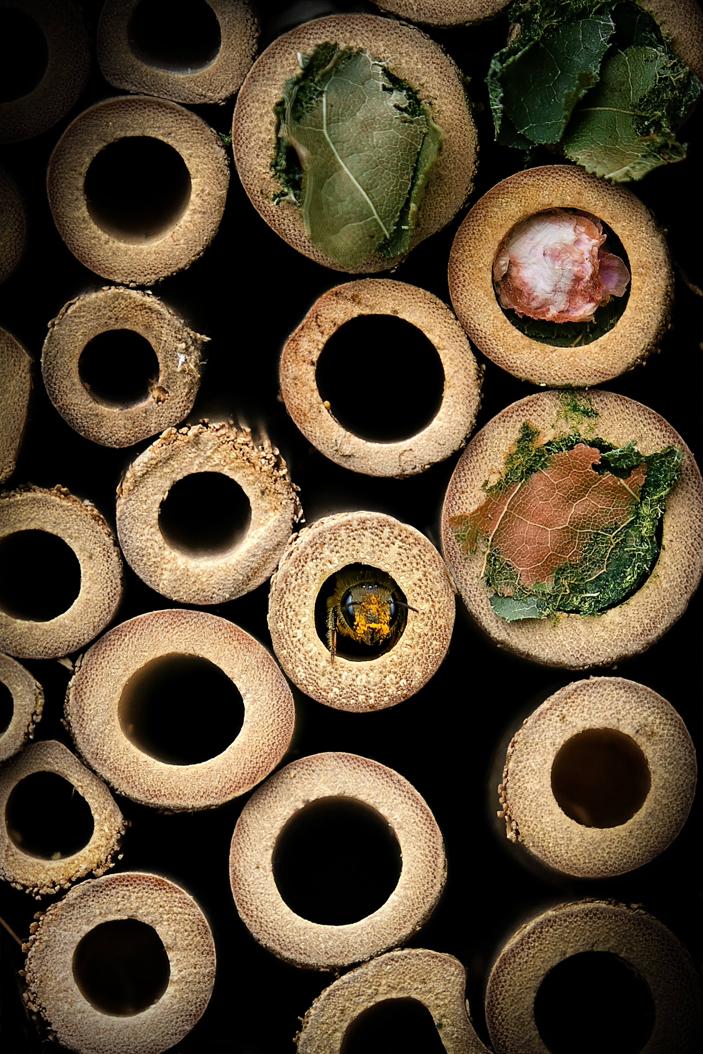 A bee in a bee house (Jon Hawkins/PA)