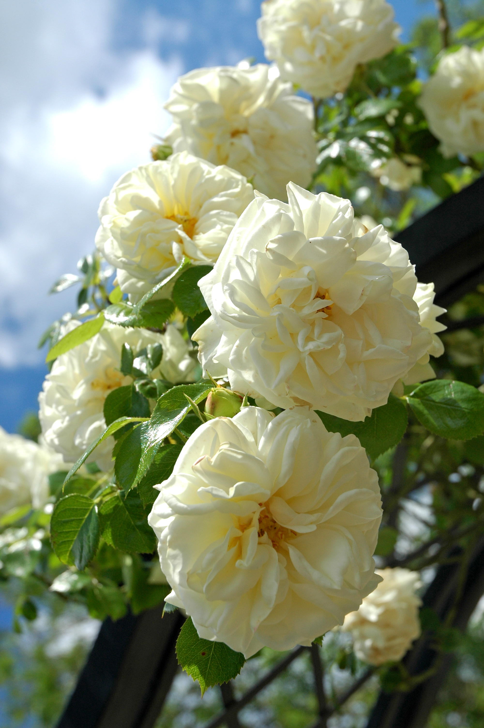 Clarence House rose (Peter Beales/PA)