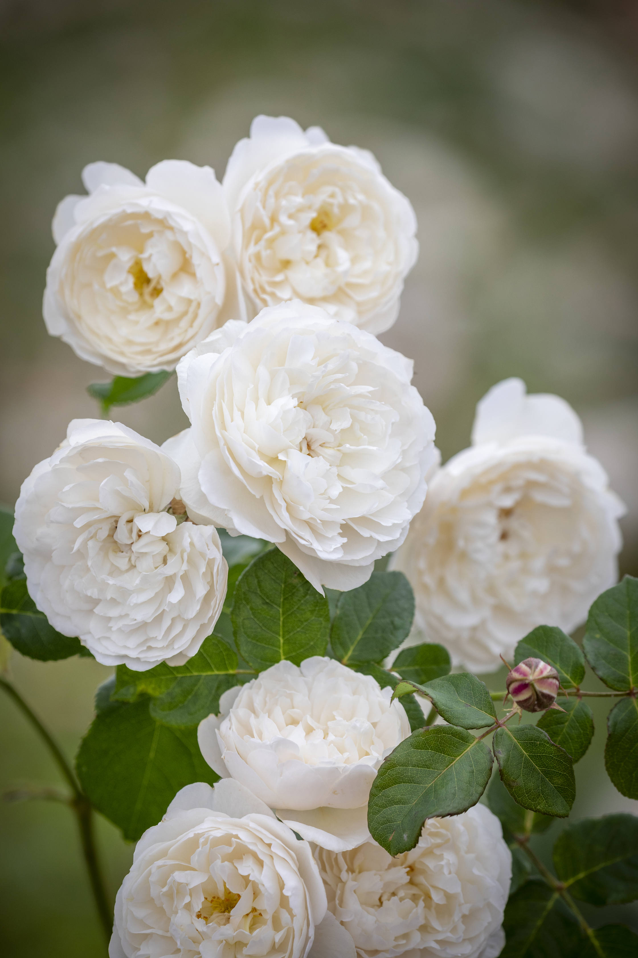 William and Catherine rose (David Austin Roses/PA)