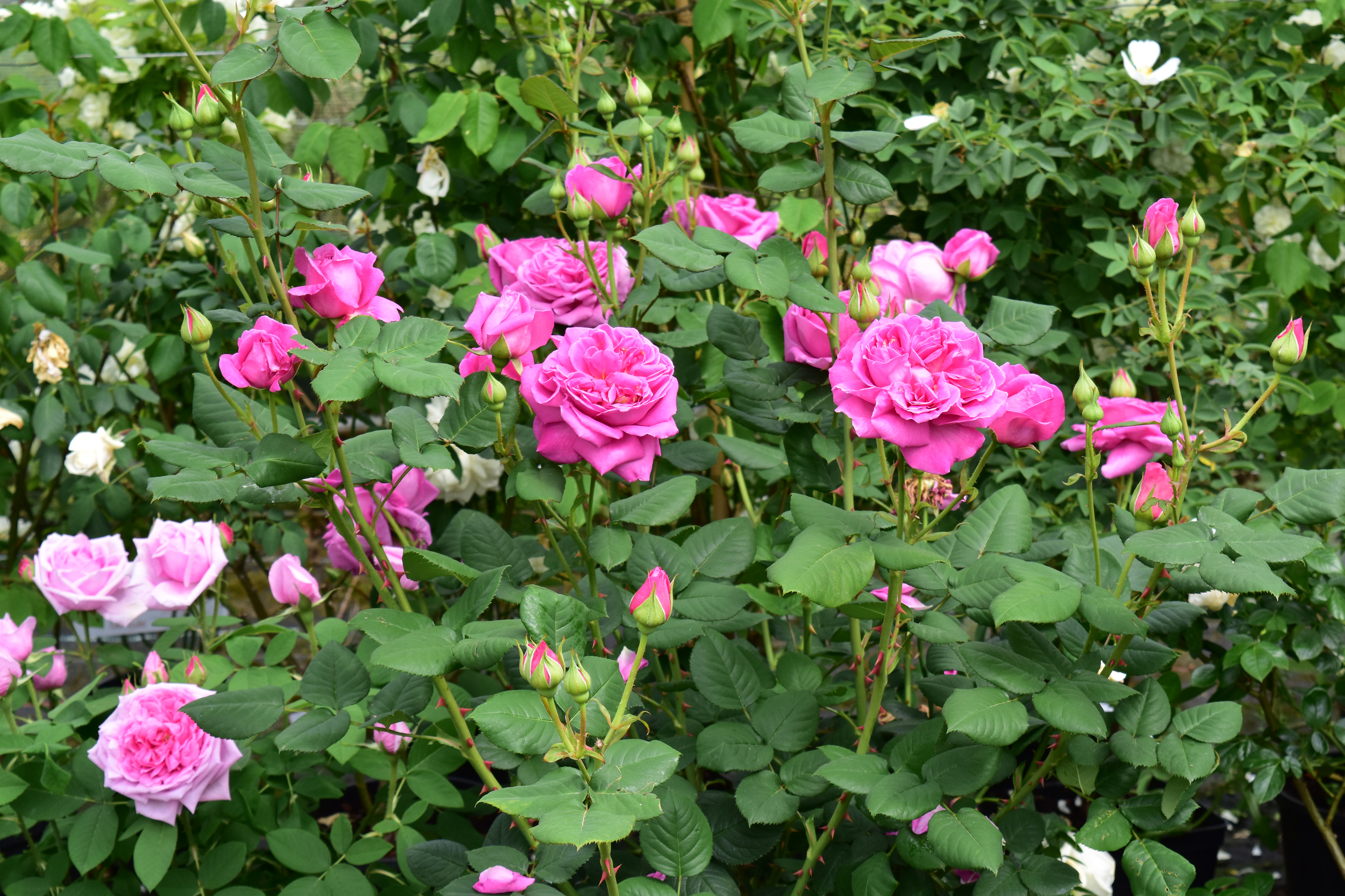 Sandringham roses (Peter Beales/PA)