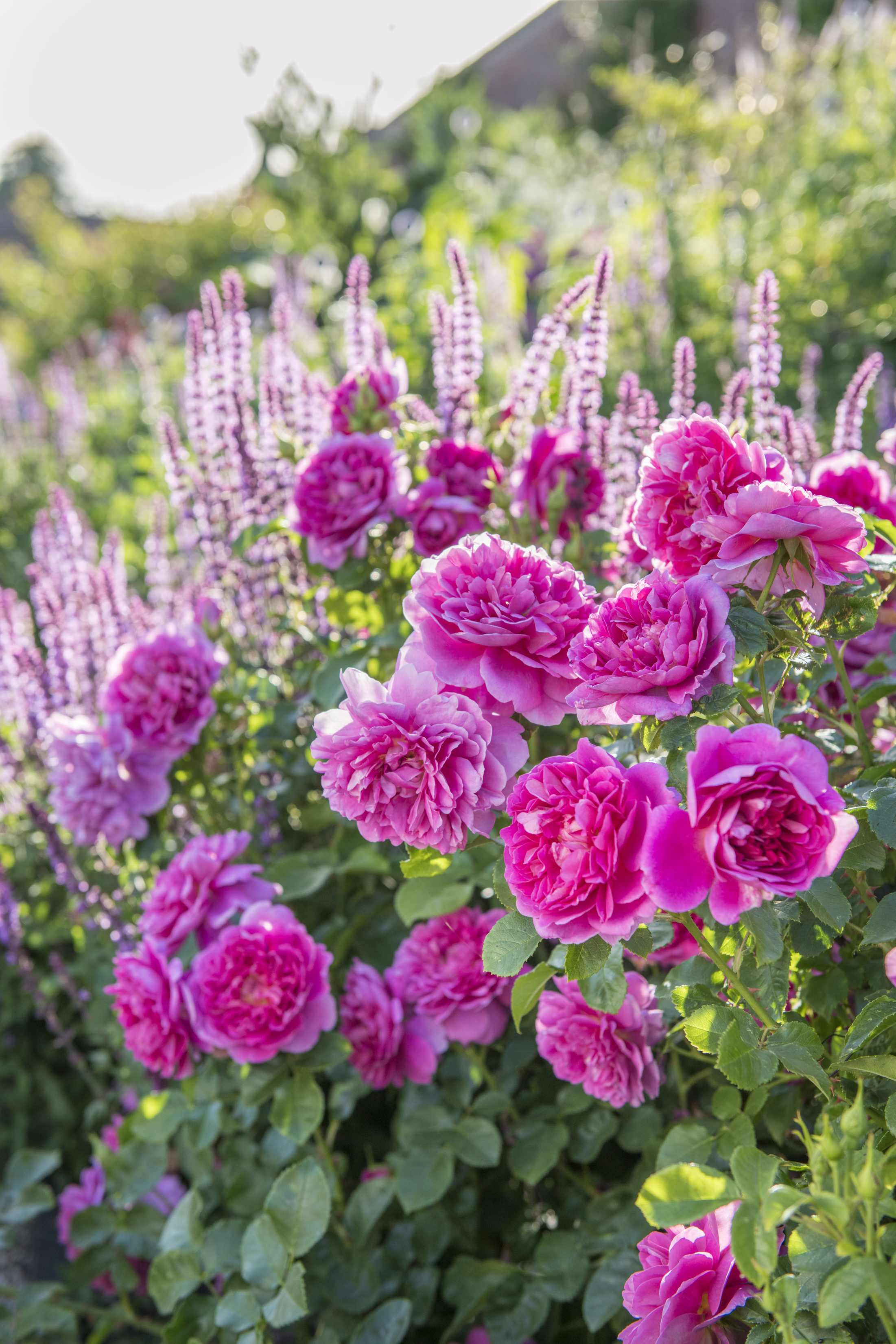 Princess Anne rose (David Austin Roses/PA)