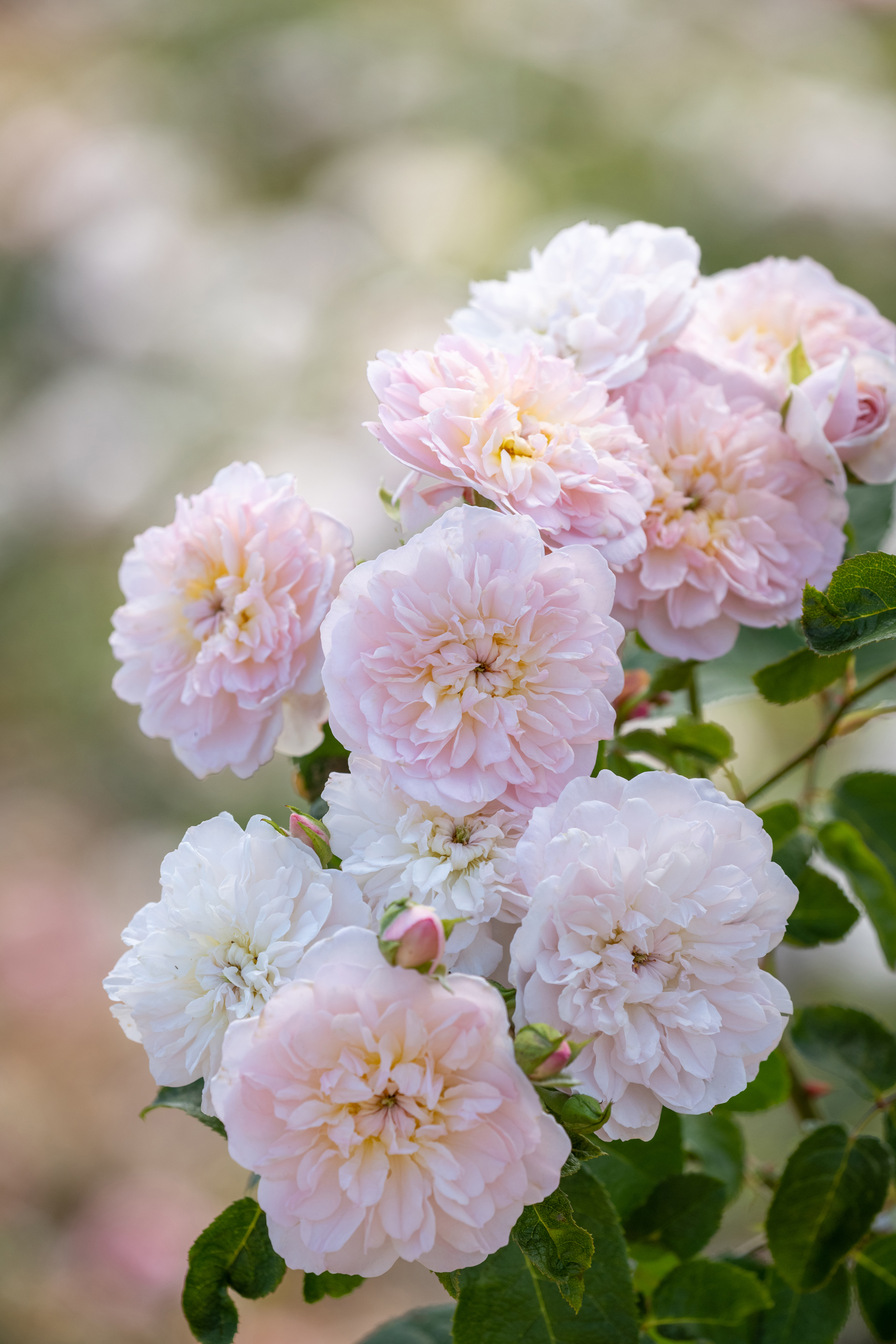 Elizabeth rose from David Austin Roses