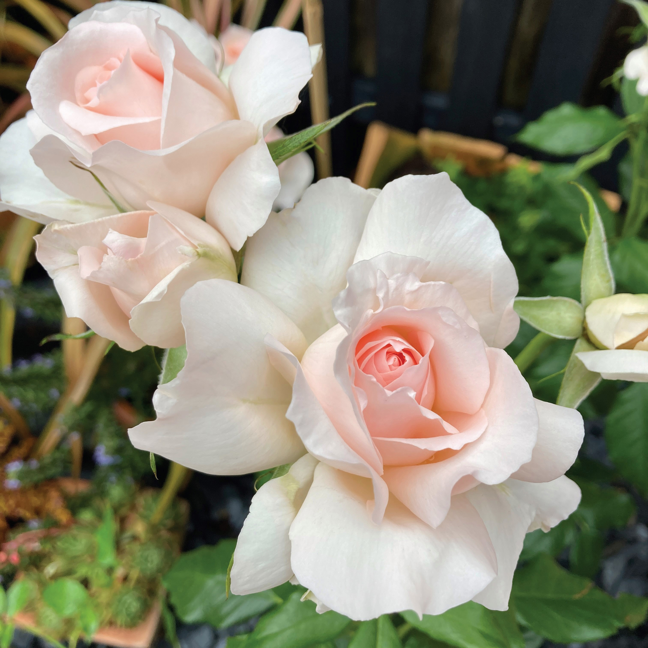 The Queen Elizabeth II rose (Harkness Roses/PA)