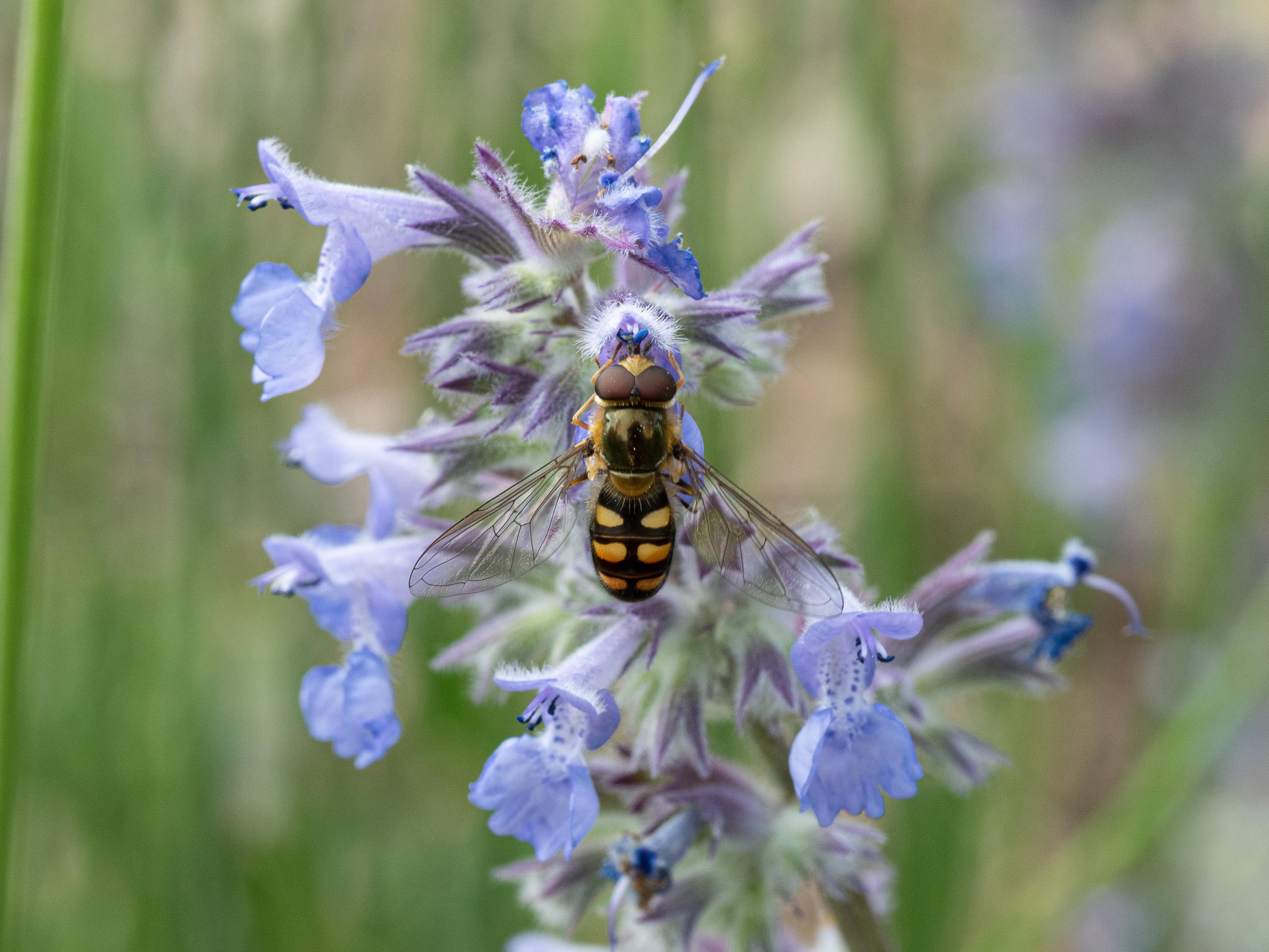Hoverfly on catmint (Alamy/PA)