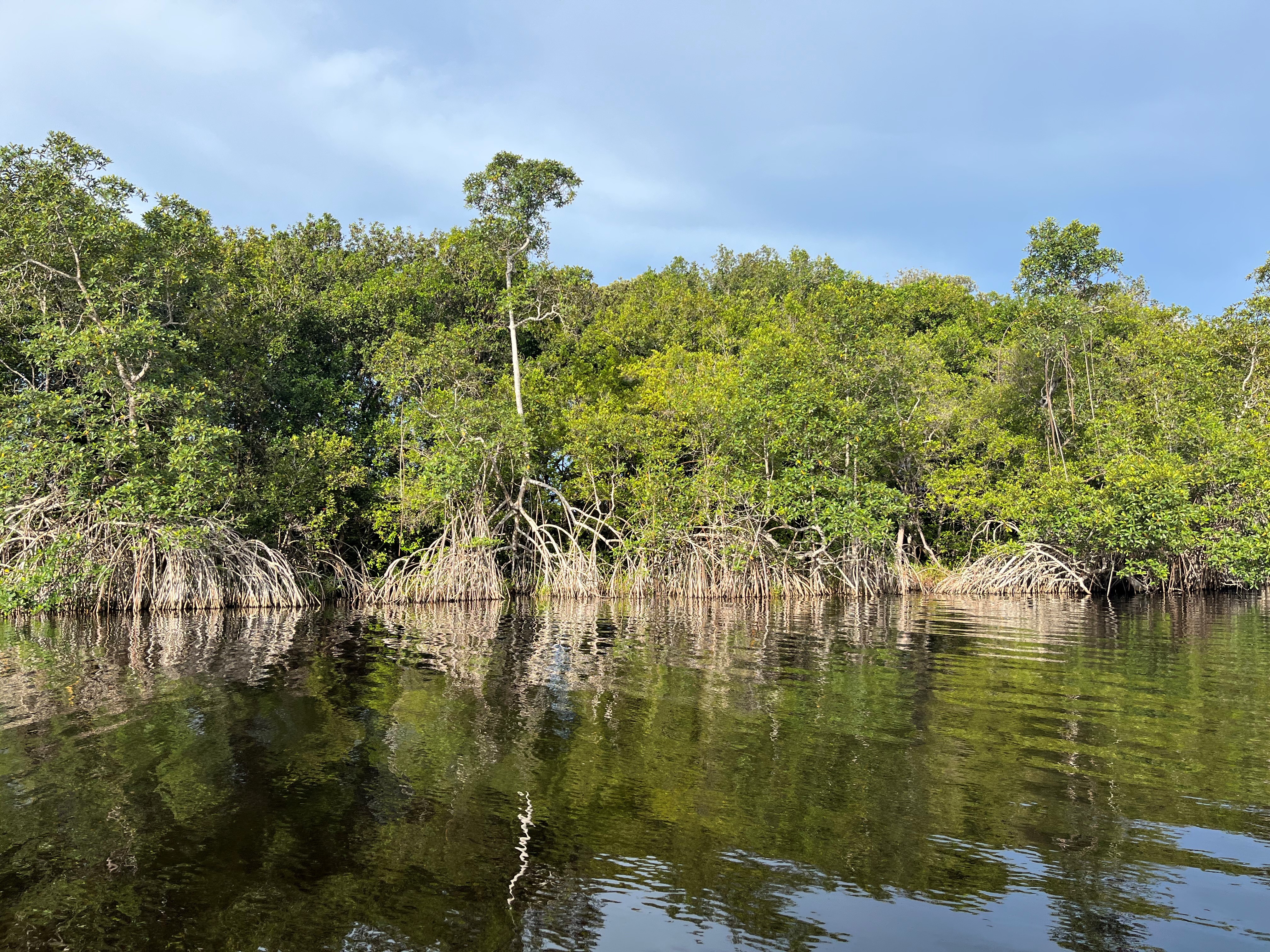 Gabon's mangroves are also an important carbo store (Emily Beament/PA)