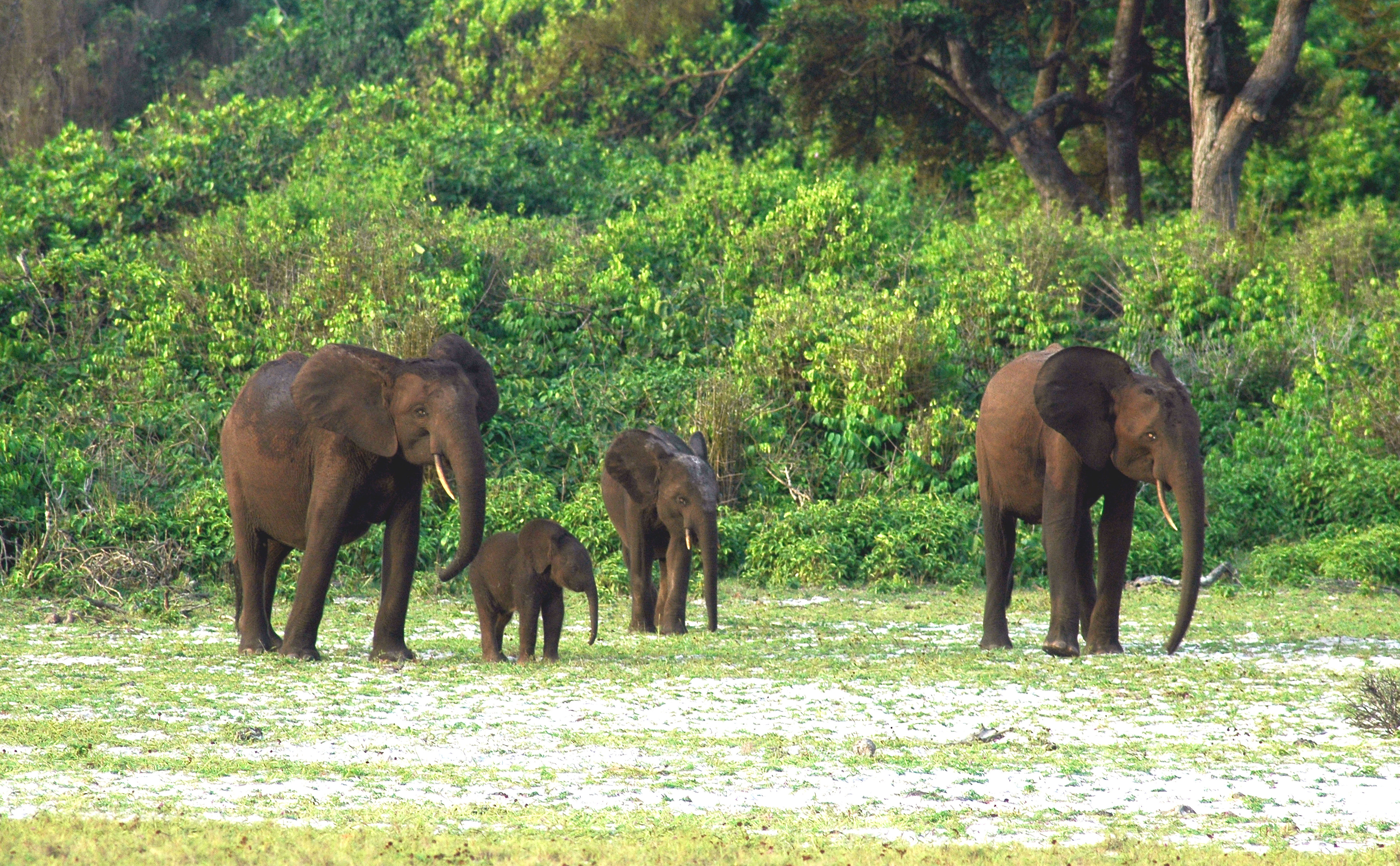 Forest elephants