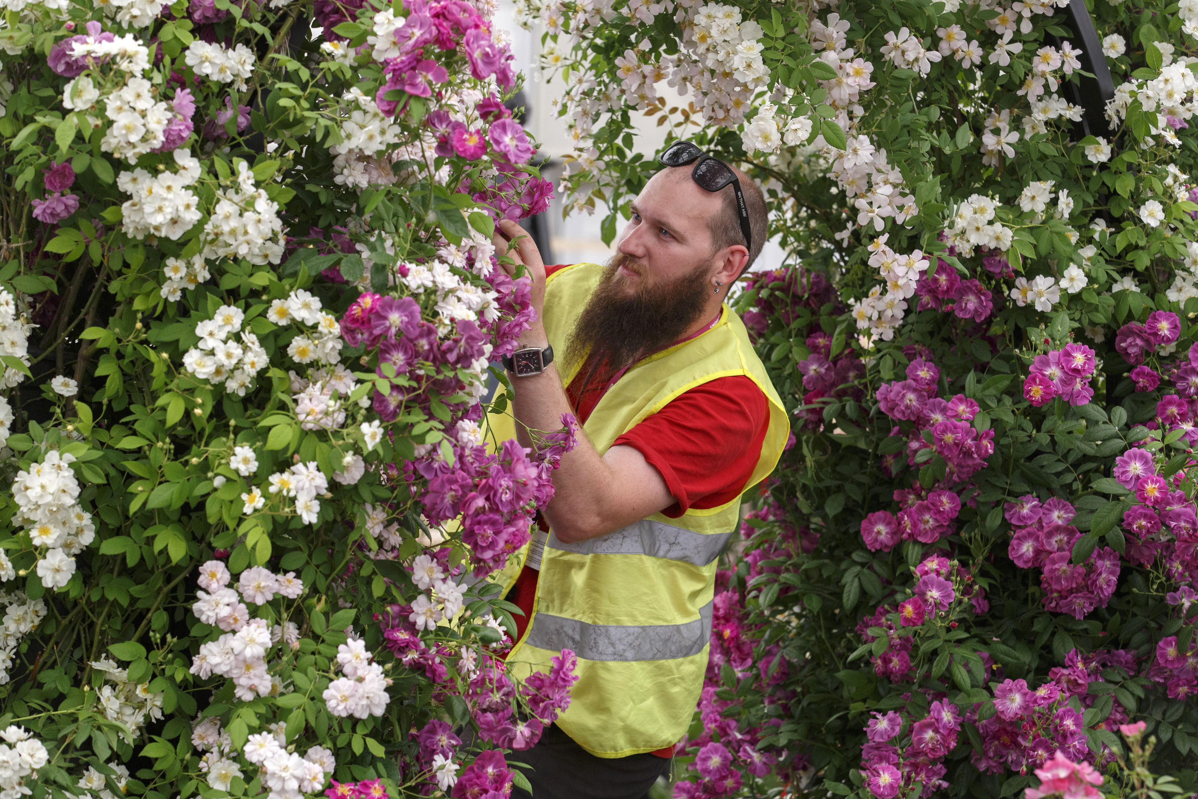 Andy Stogdon deadheads roses on the Peter Beales Roses exhibition stand