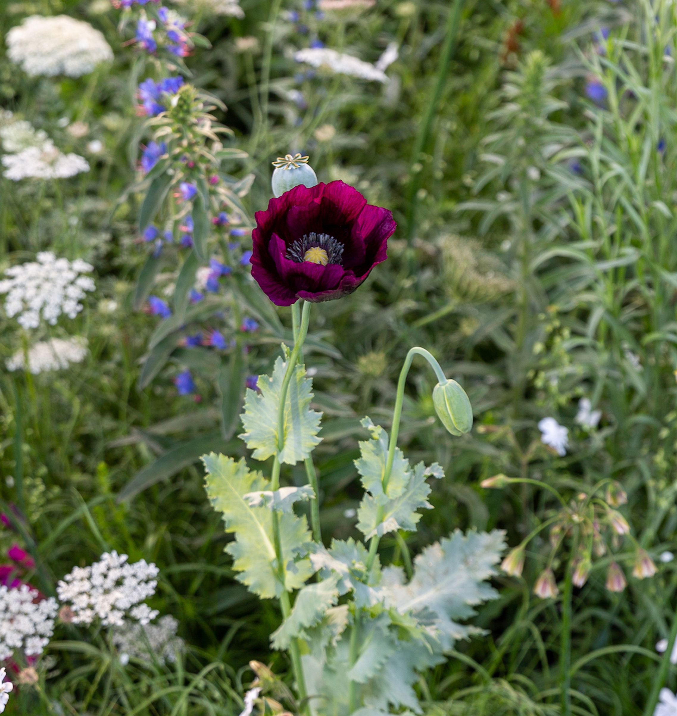 Papaver somniferum 'Lauren's Grape' (Joe Perkins/PA)