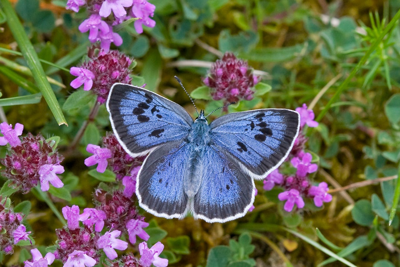 two-fifths-of-british-butterflies-threatened-with-extinction-analysis