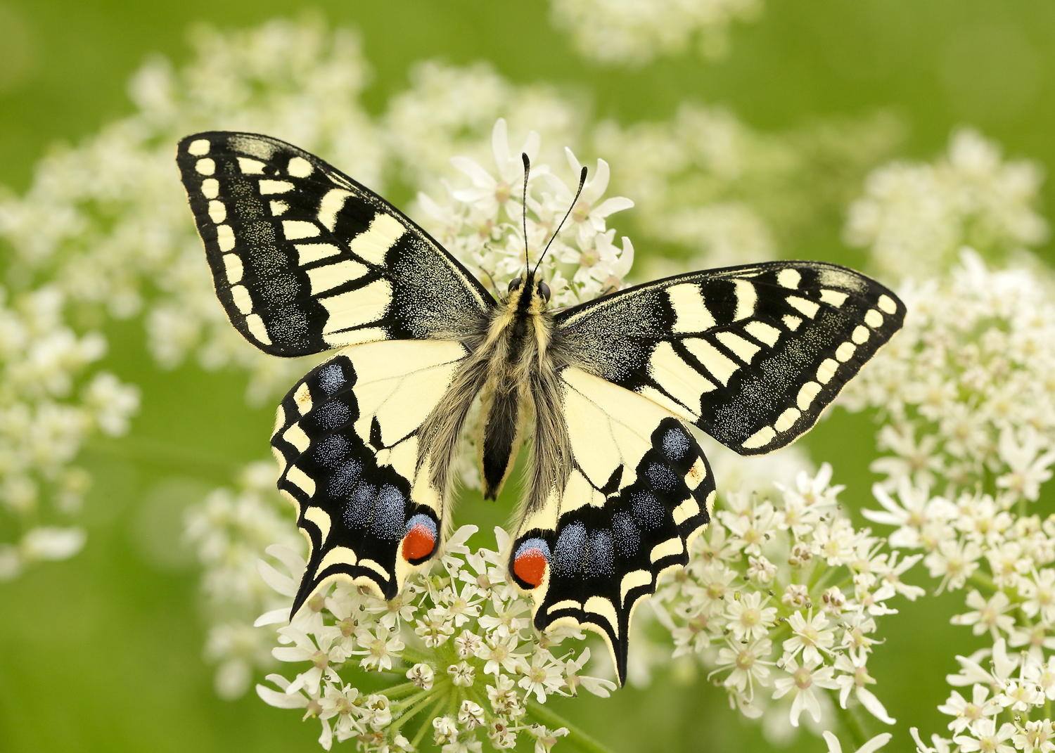 Swallowtail butterflies have seen their status worsen to 'vulnerable' (Iain H Leach/Butterfly Conservation/PA)