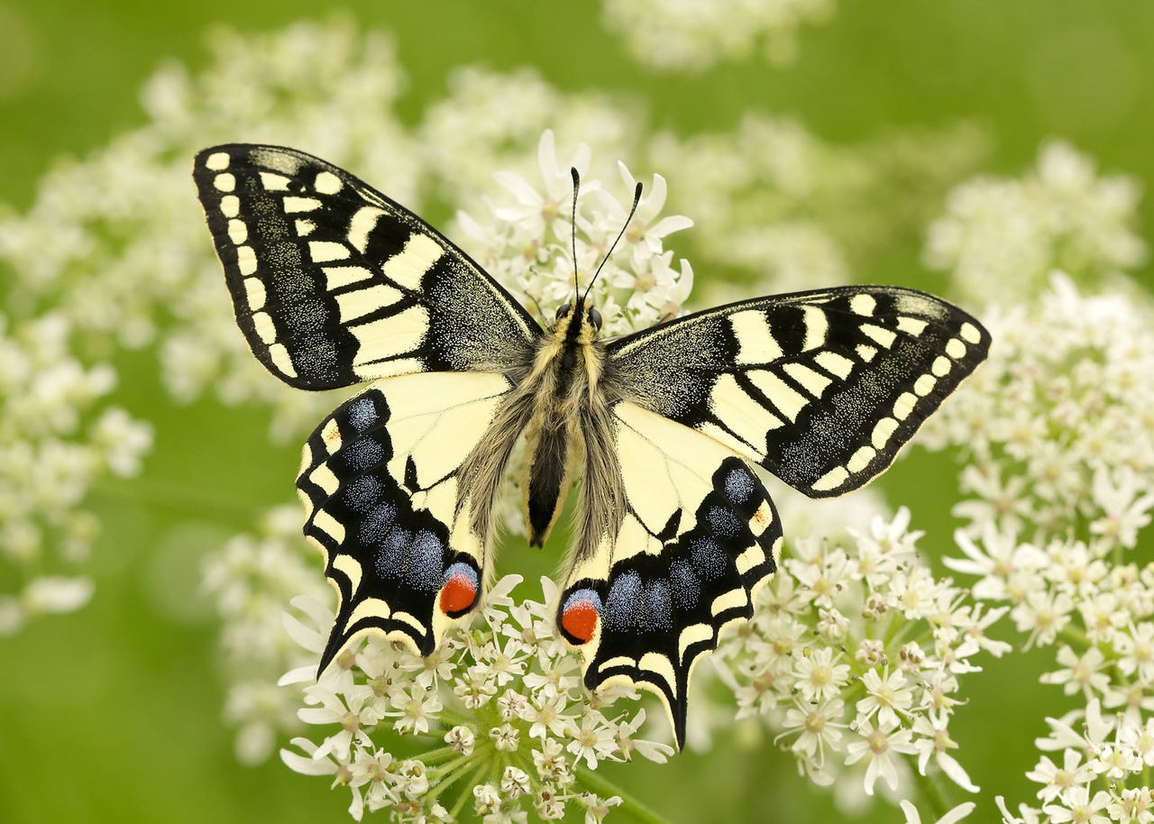 Twofifths of British butterflies threatened with extinction, analysis