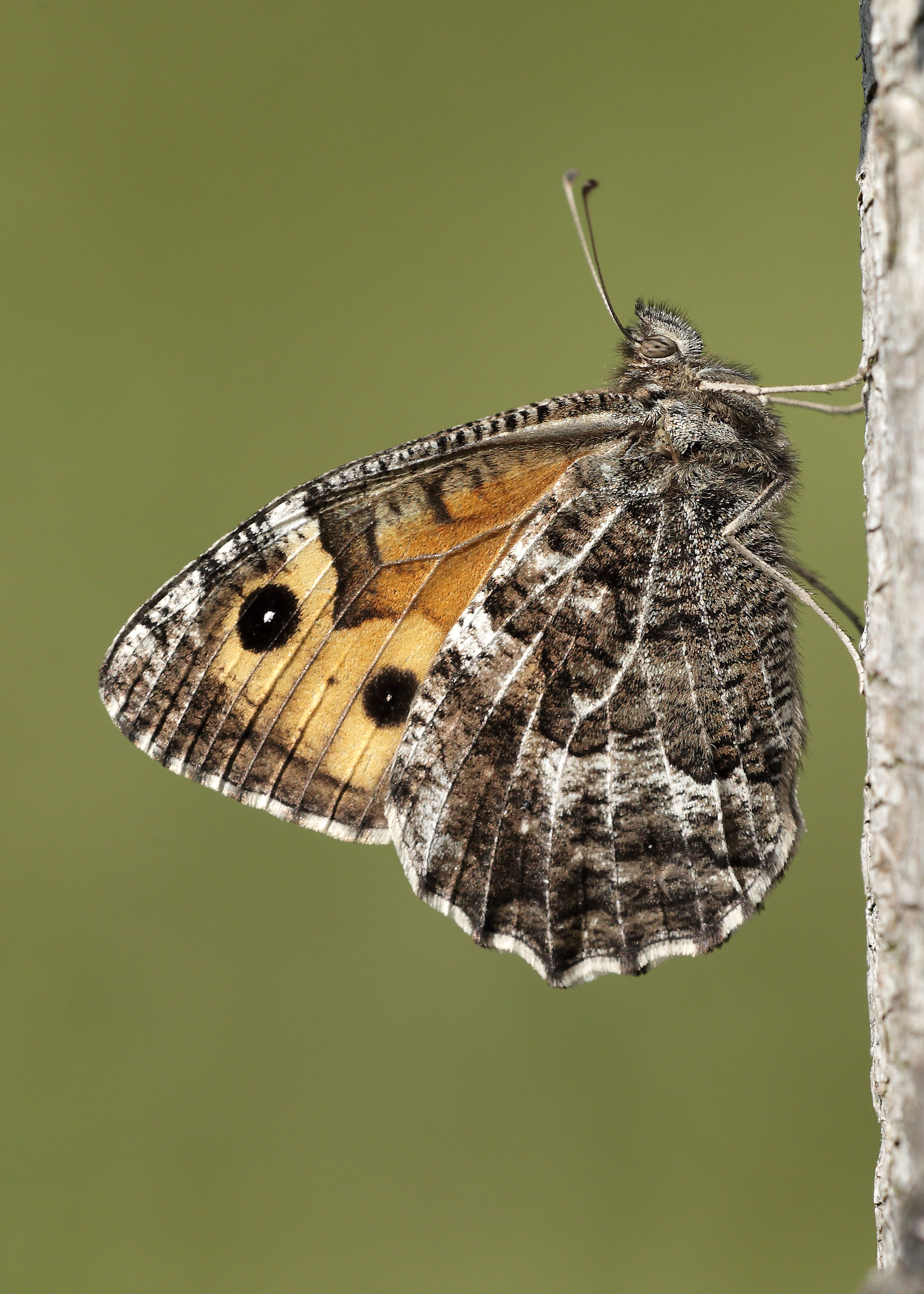 Grayling butterfly with wings closed