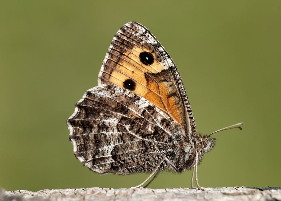 Twofifths of British butterflies threatened with extinction, analysis