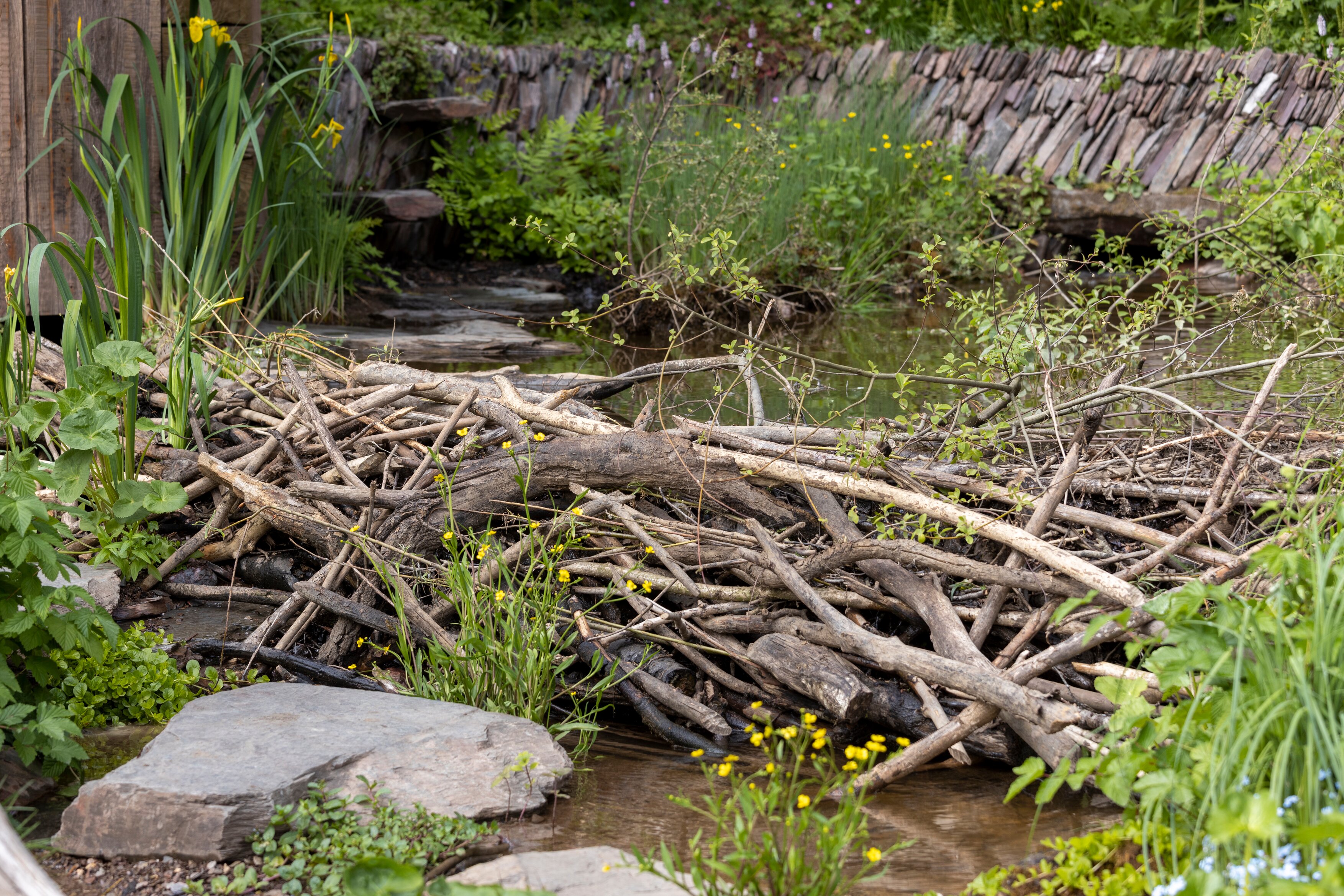 The recreation of a beaver dam in the Rewilding Britain Landscape garden (RHS/PA)