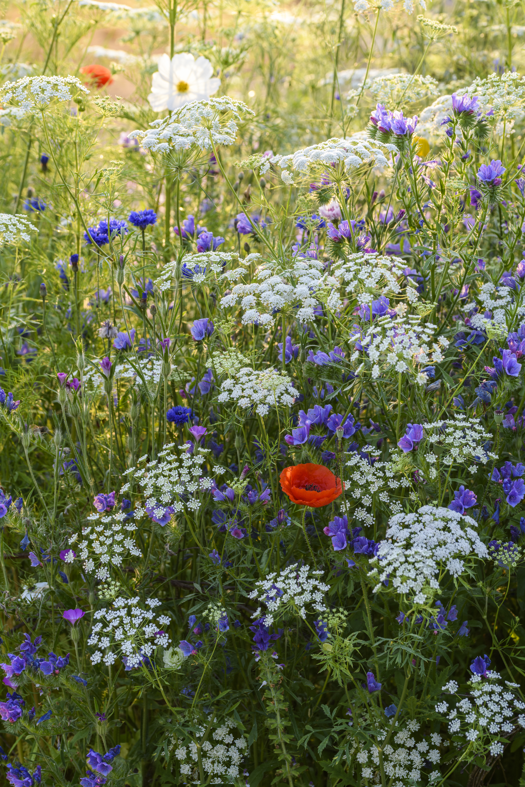 Meadow planting in a city environment (Jason Ingram/PA)