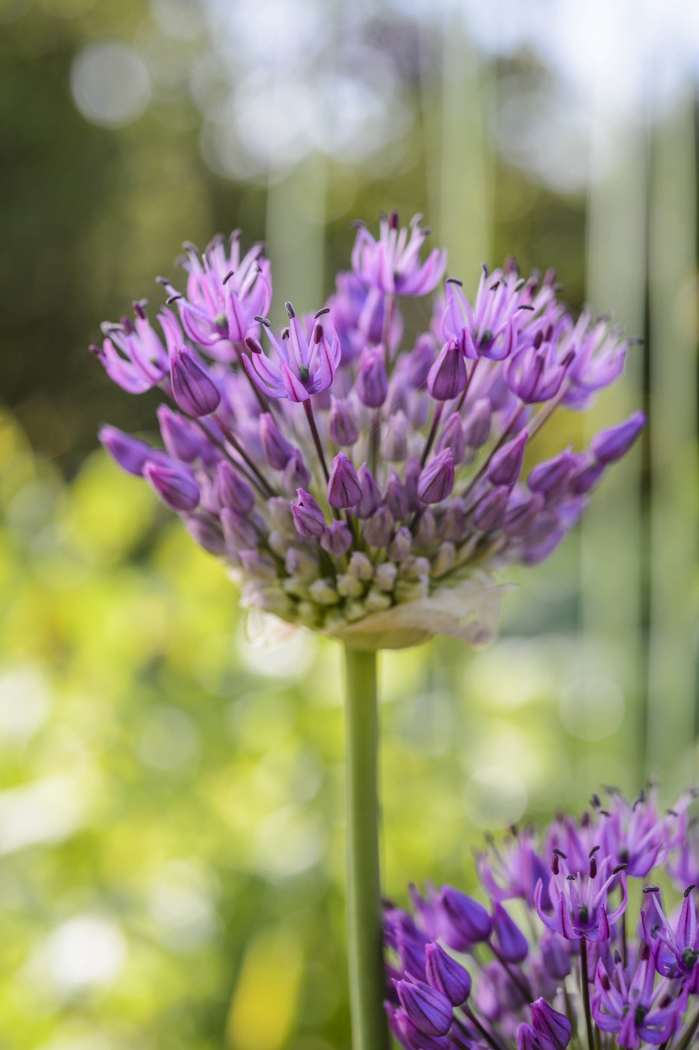 Allium 'Miami' (Jason Ingram/PA)