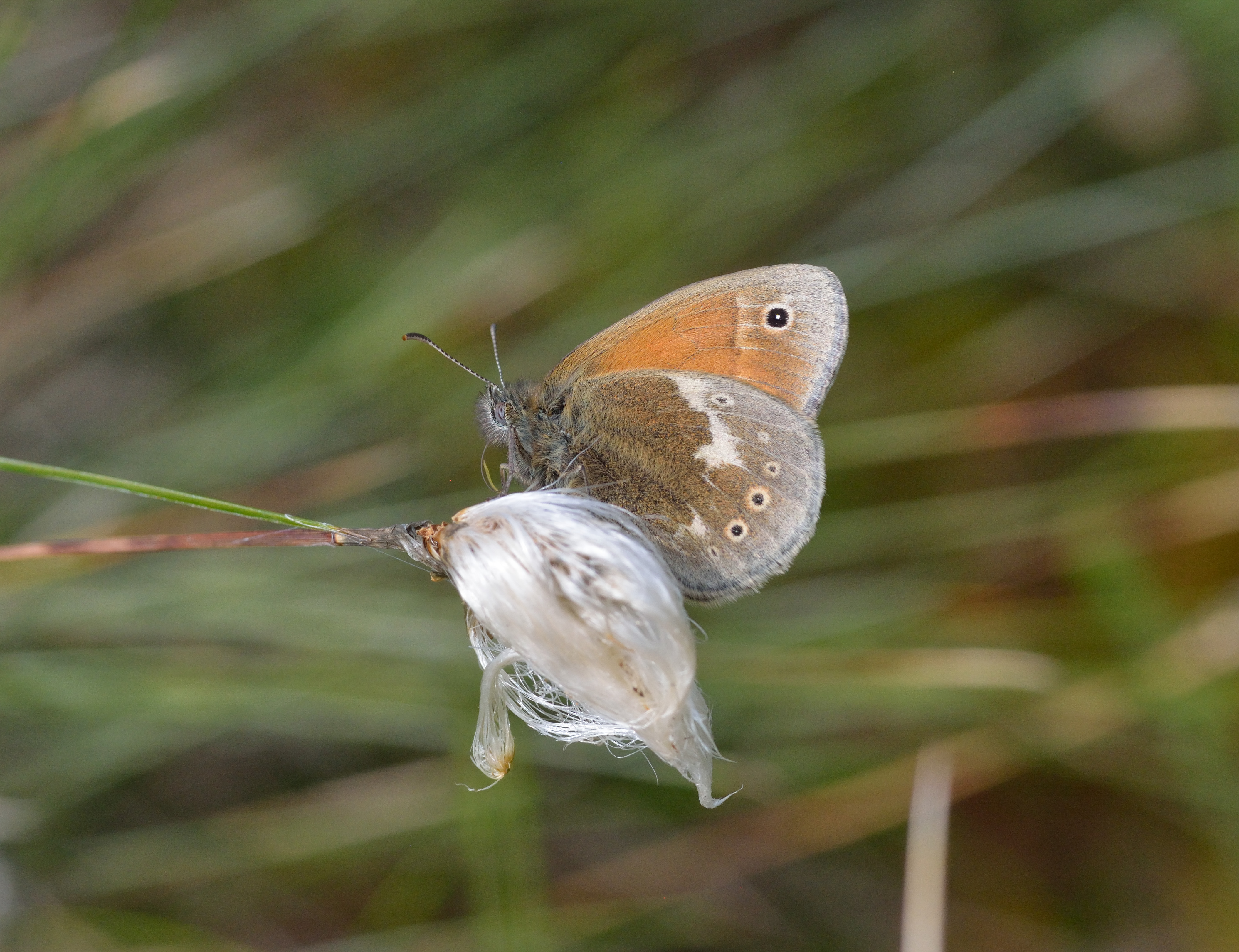 An endangered Large Heath butterfly on a leaf (Jim Asher/PA)