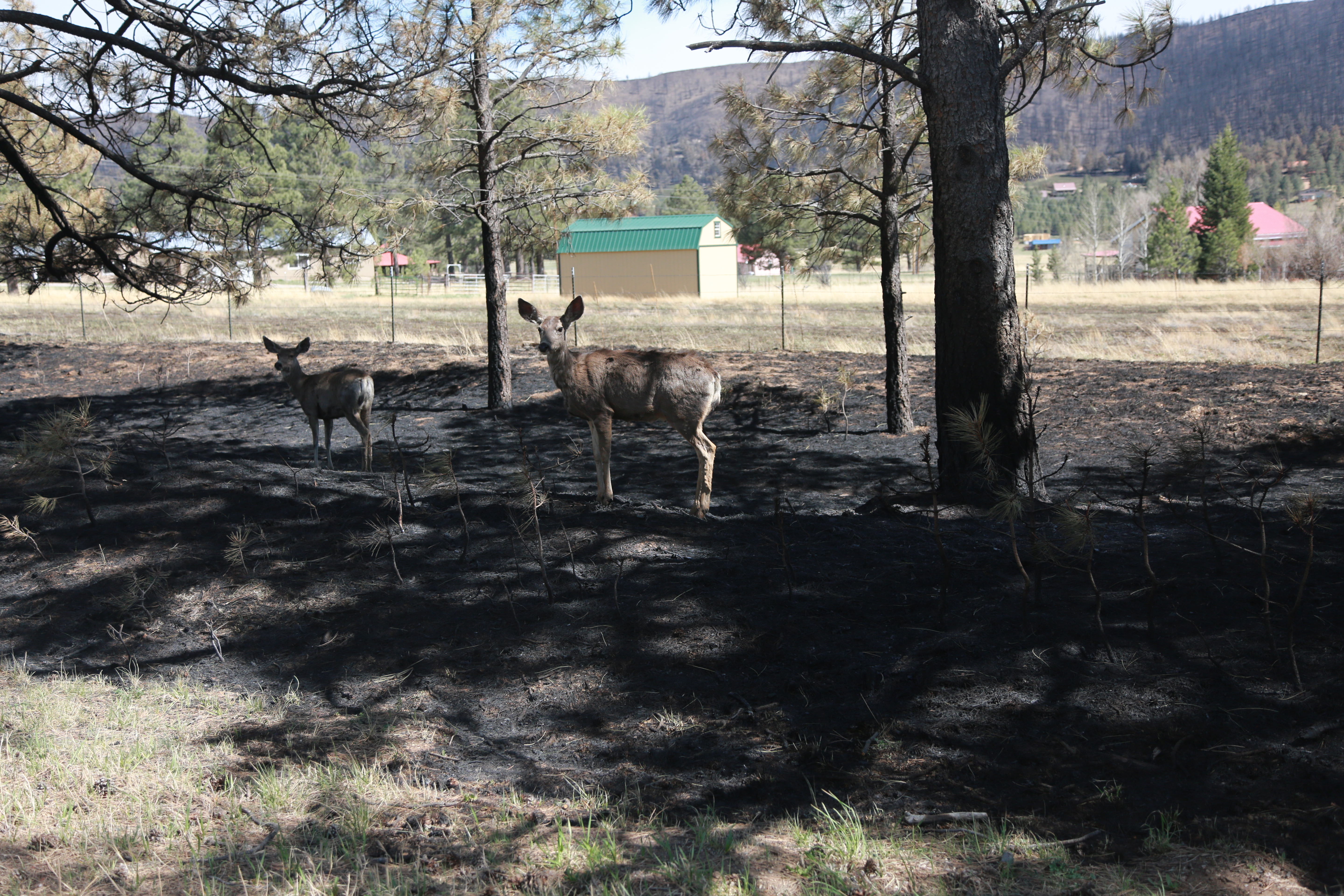 A pair of deer are seen grazing by a burn scar following a wildfire near Las Vegas, New Mexico