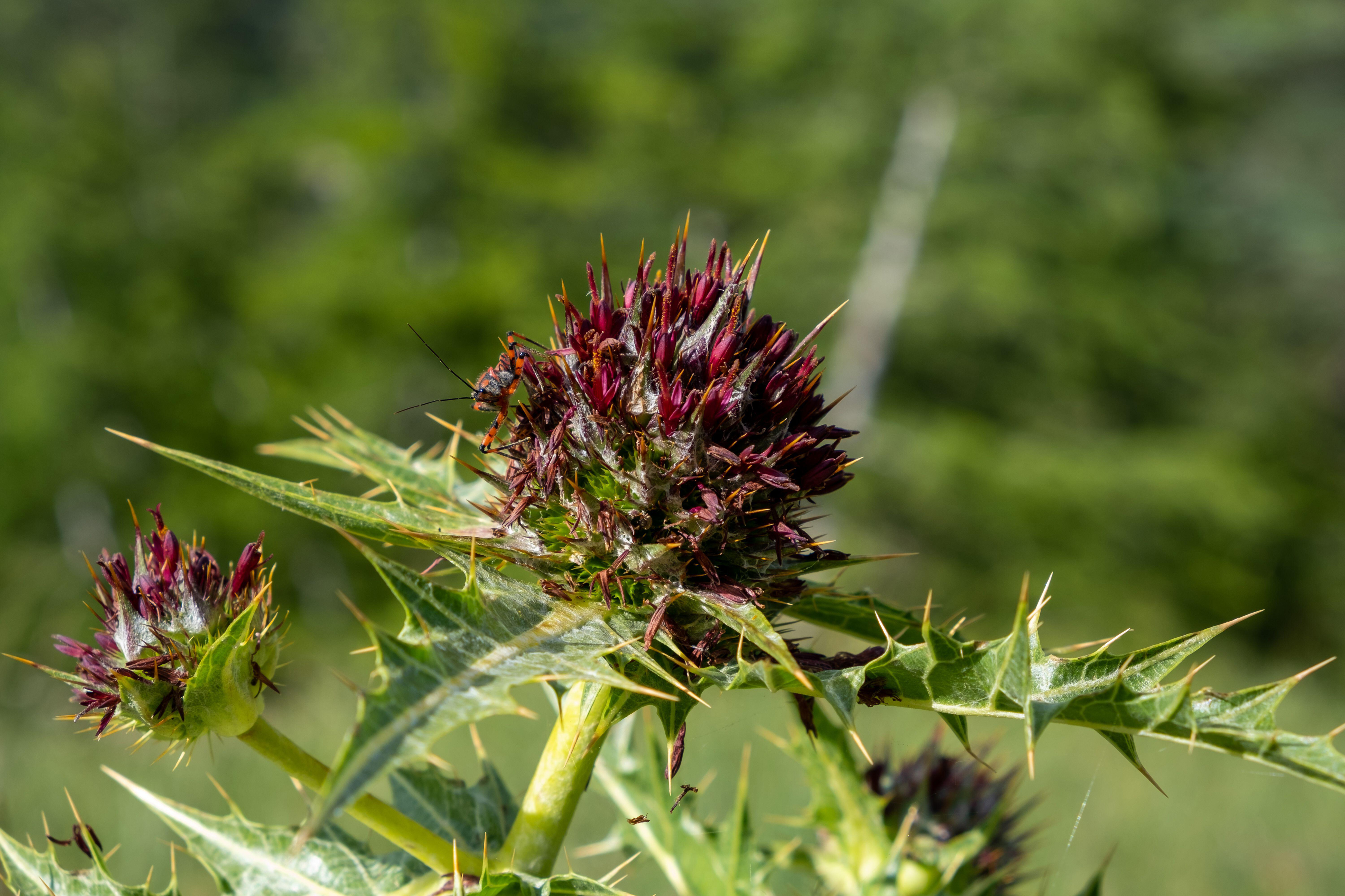 Akkoub, a Mediterranean plant (Alamy/PA)