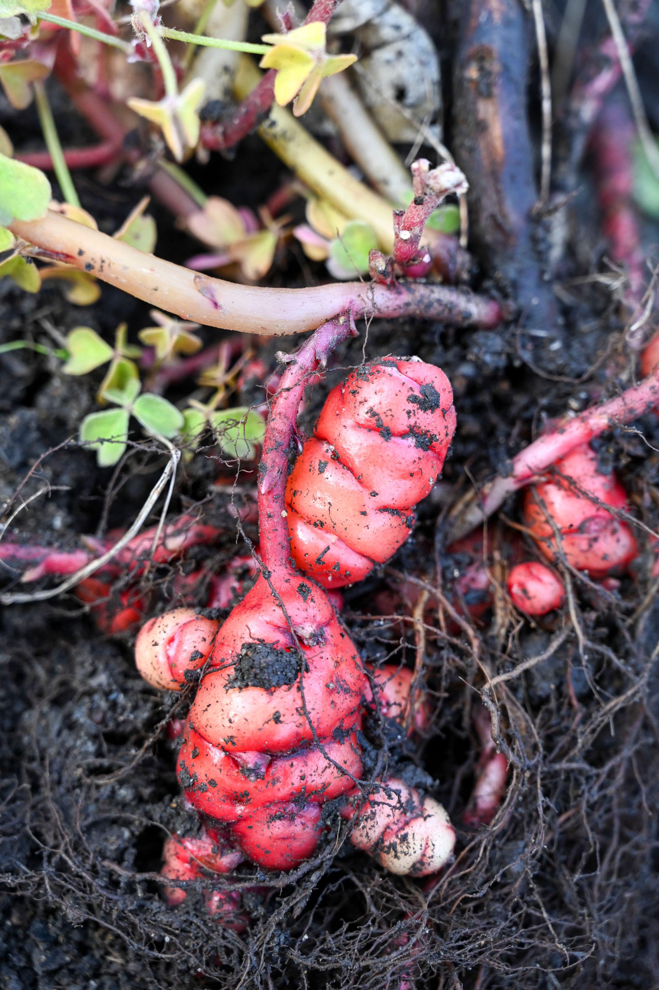 Oca (Alamy/PA)