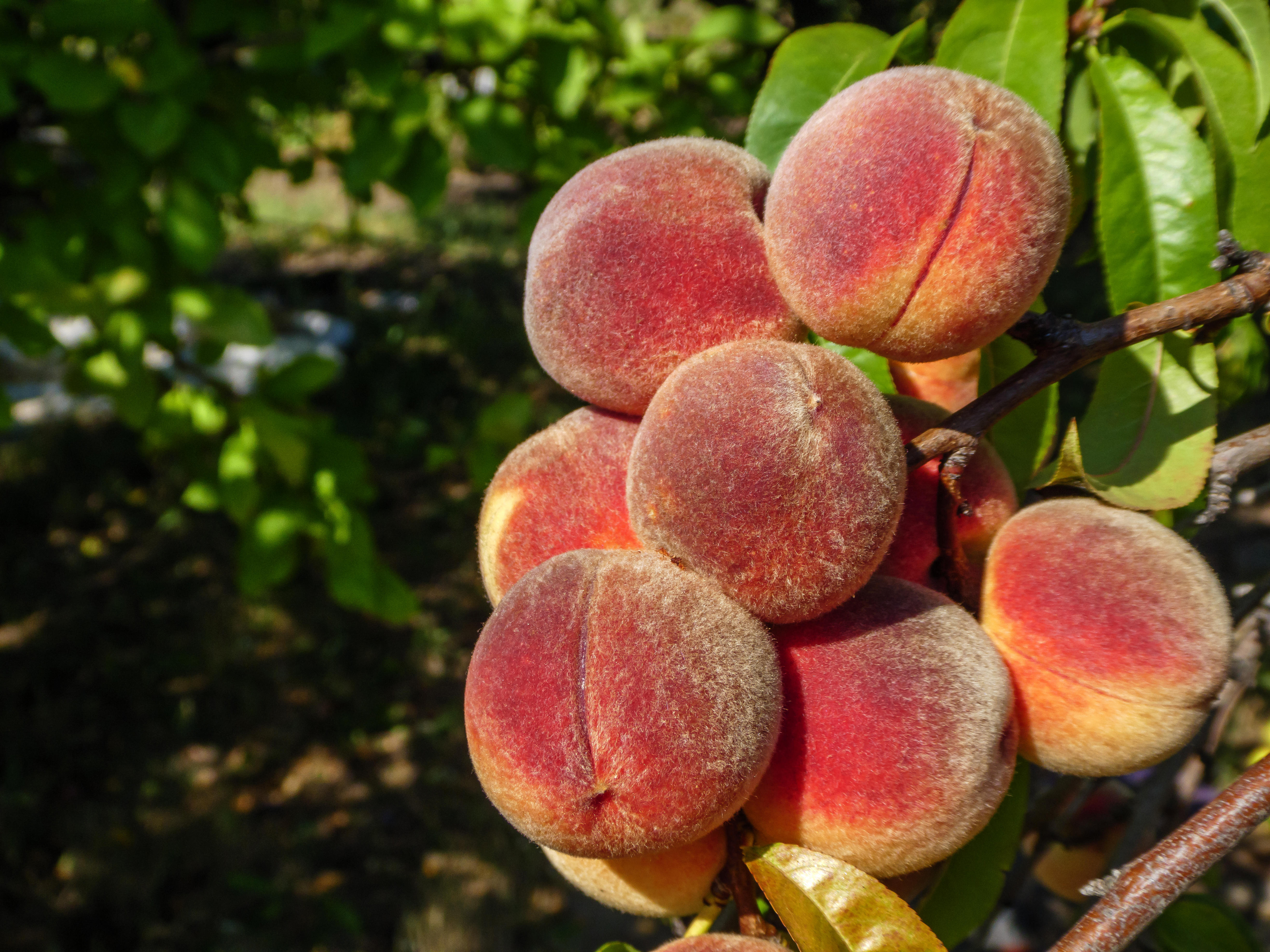 Peaches (Alamy/PA)