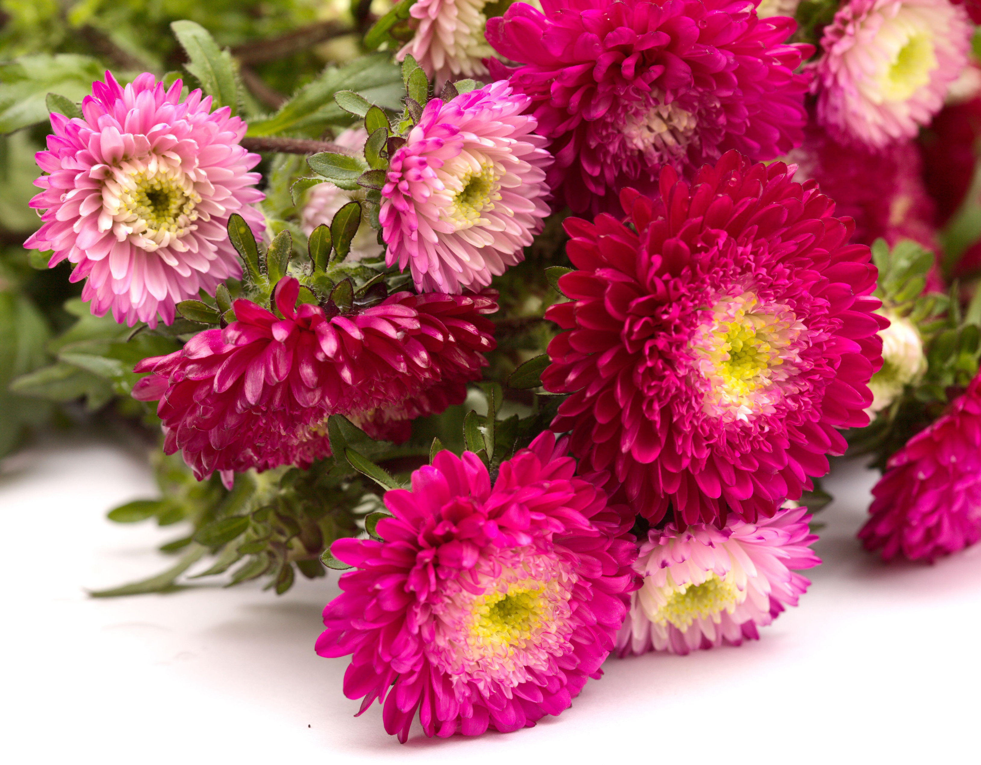 Chinese asters (Alamy/PA)