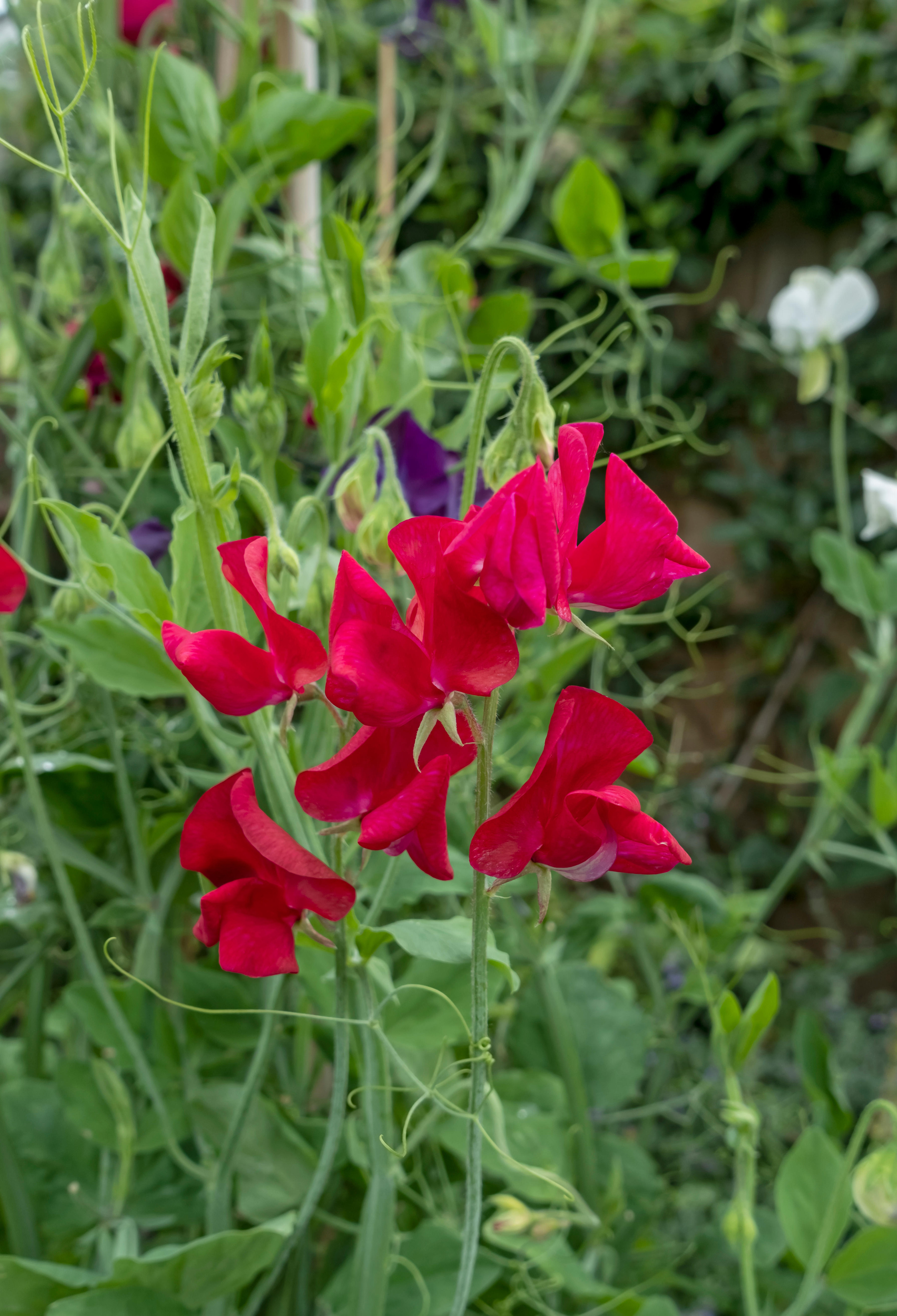 Sweet peas (Alamy/PA)