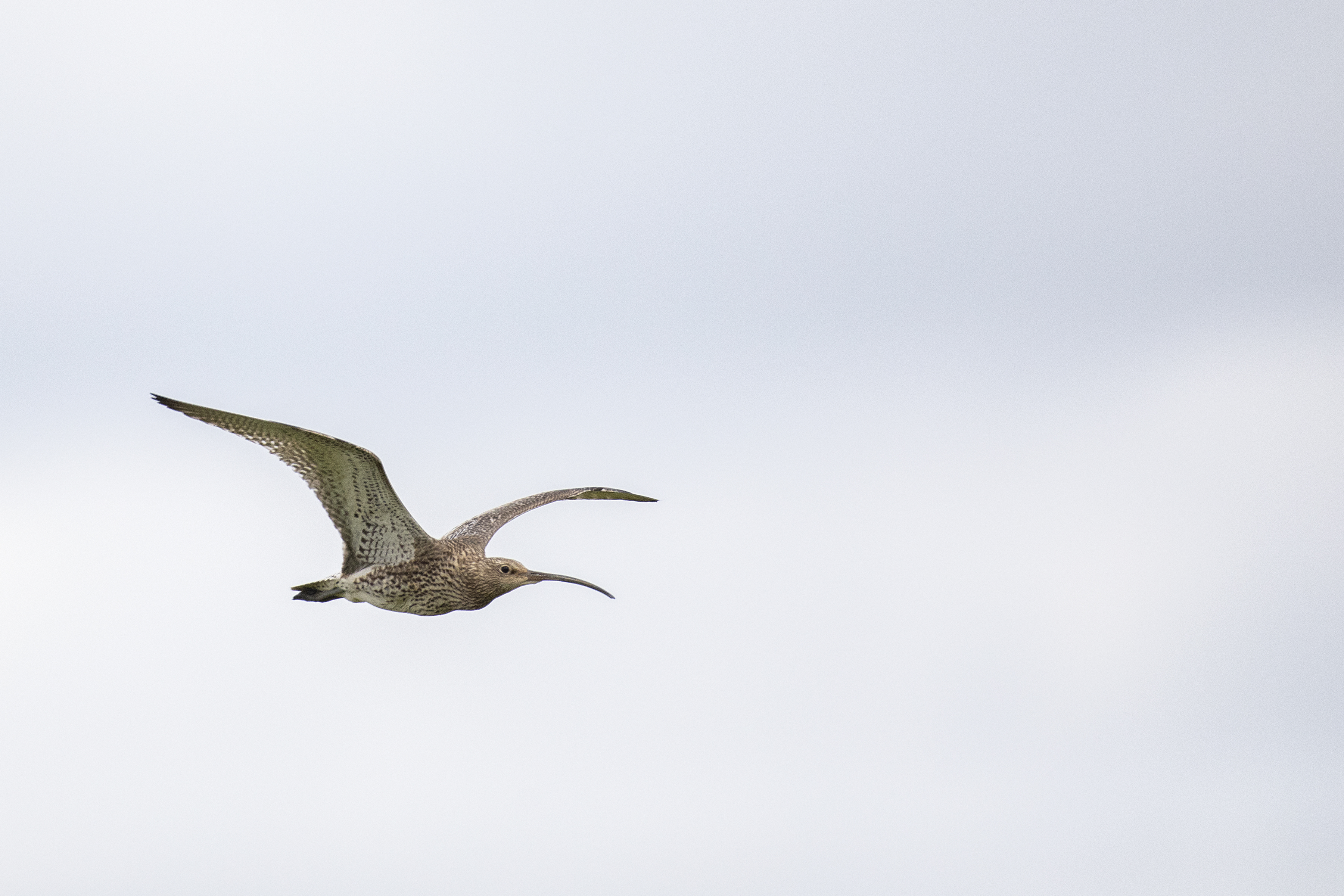 A curlew in flight