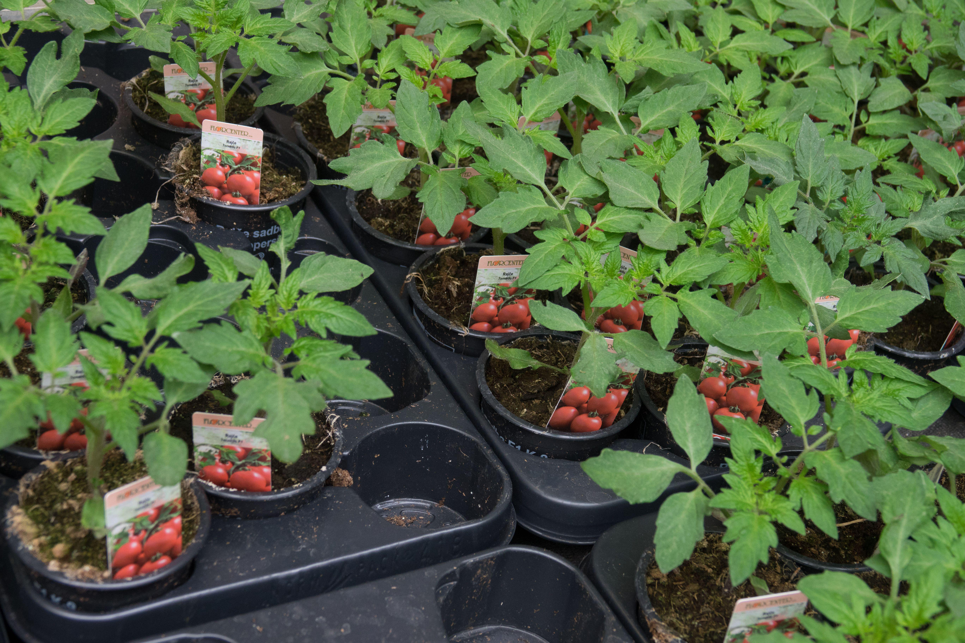 Tomato plants in a garden centre (Alamy/PA)