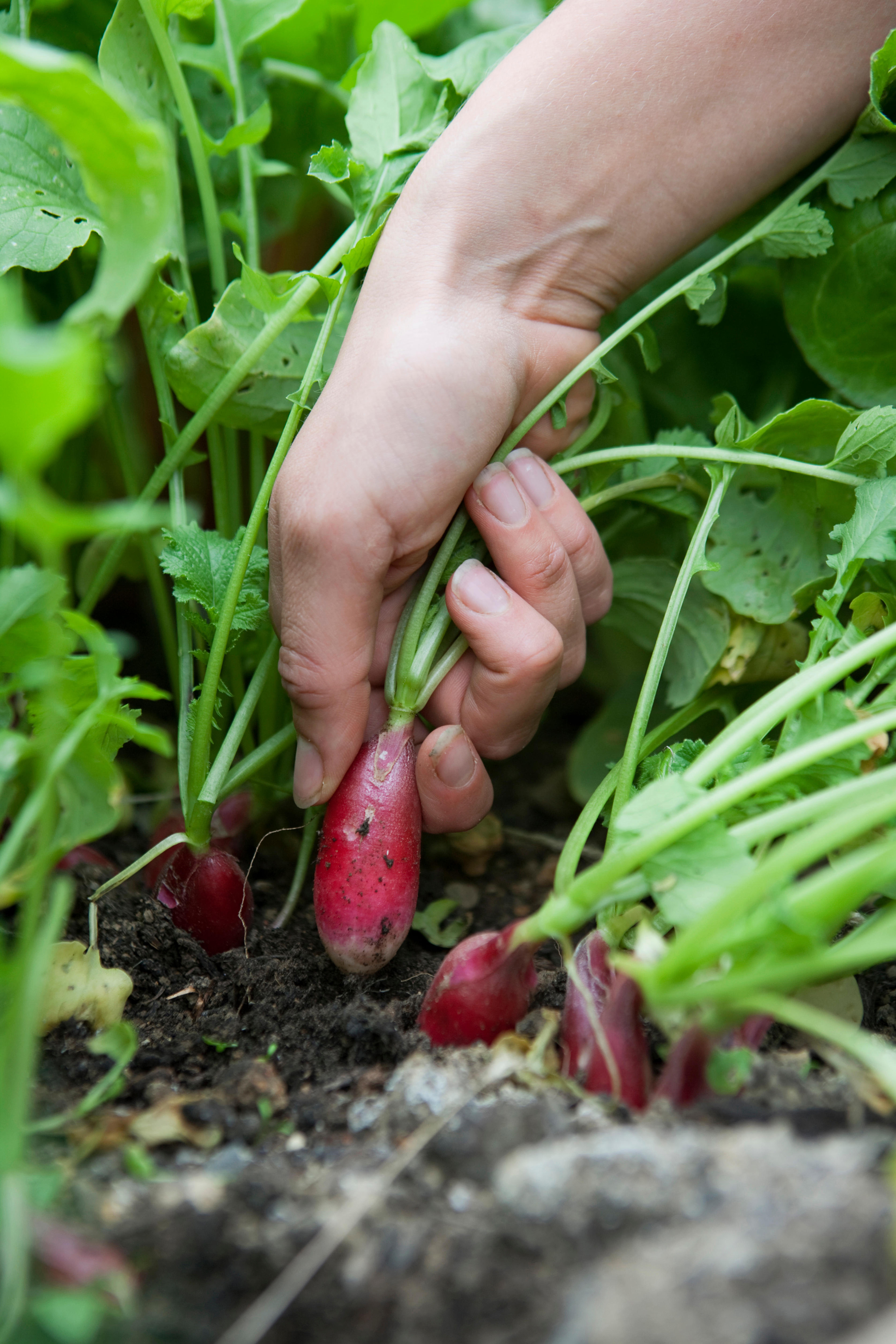 Radish 'French Breakfast' (Alamy/PA)