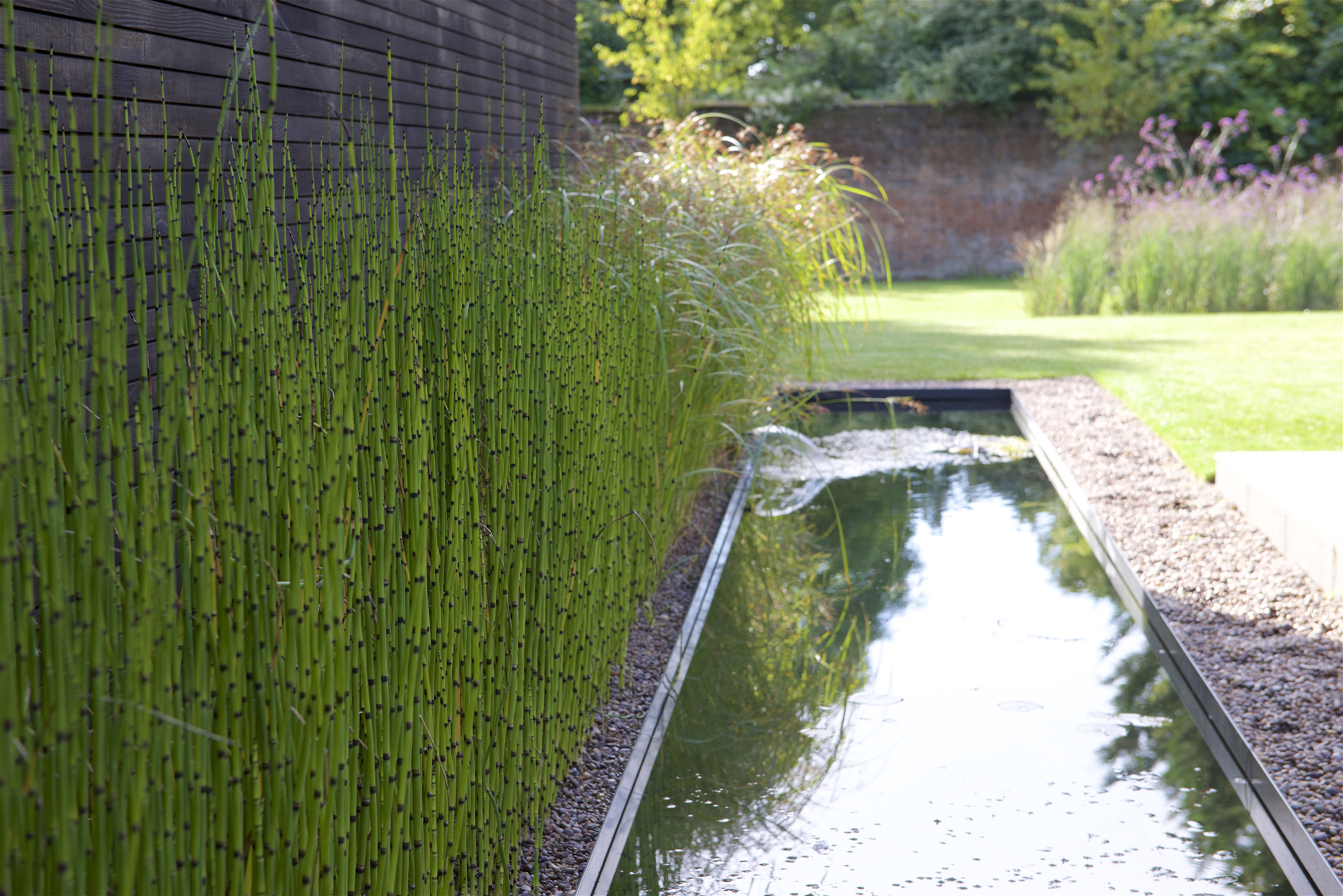 Equisetum lining a water feature (Helen Elks-Smith/PA)