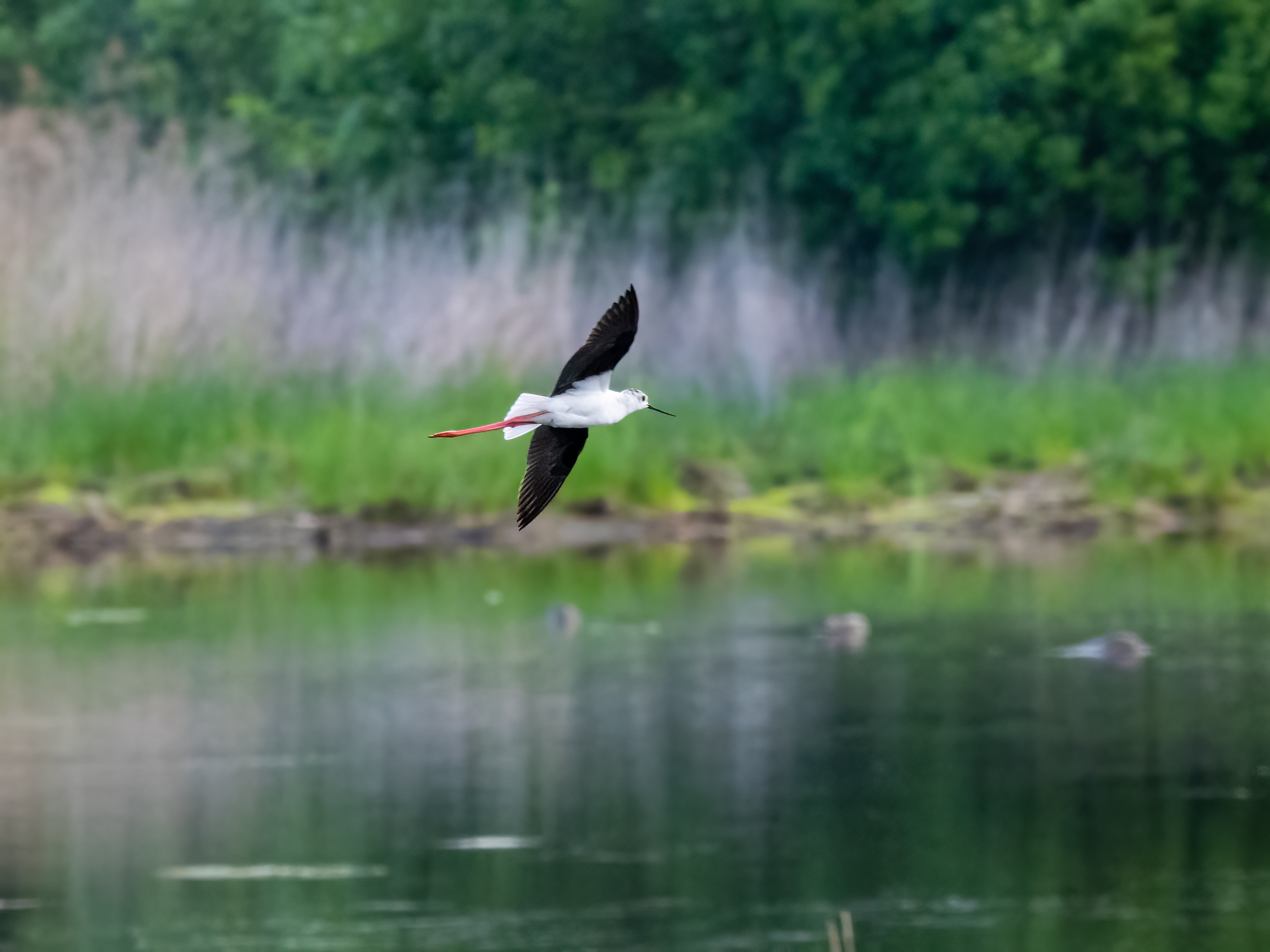 Black-winged stilt in flight at the reserve (Paul Paddock/PA)
