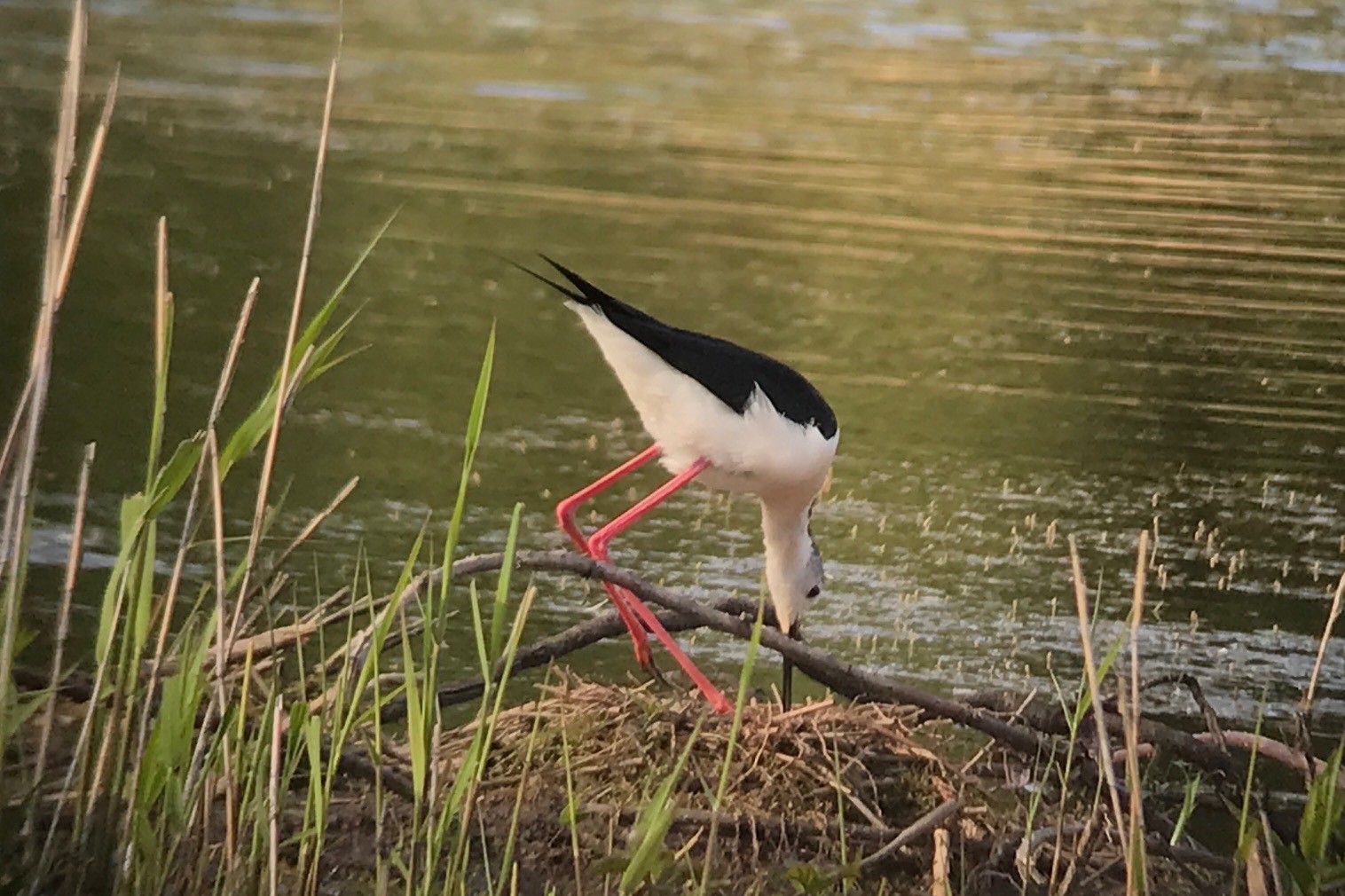 Black-winged stilt adult on nest (Rob Leach/PA)